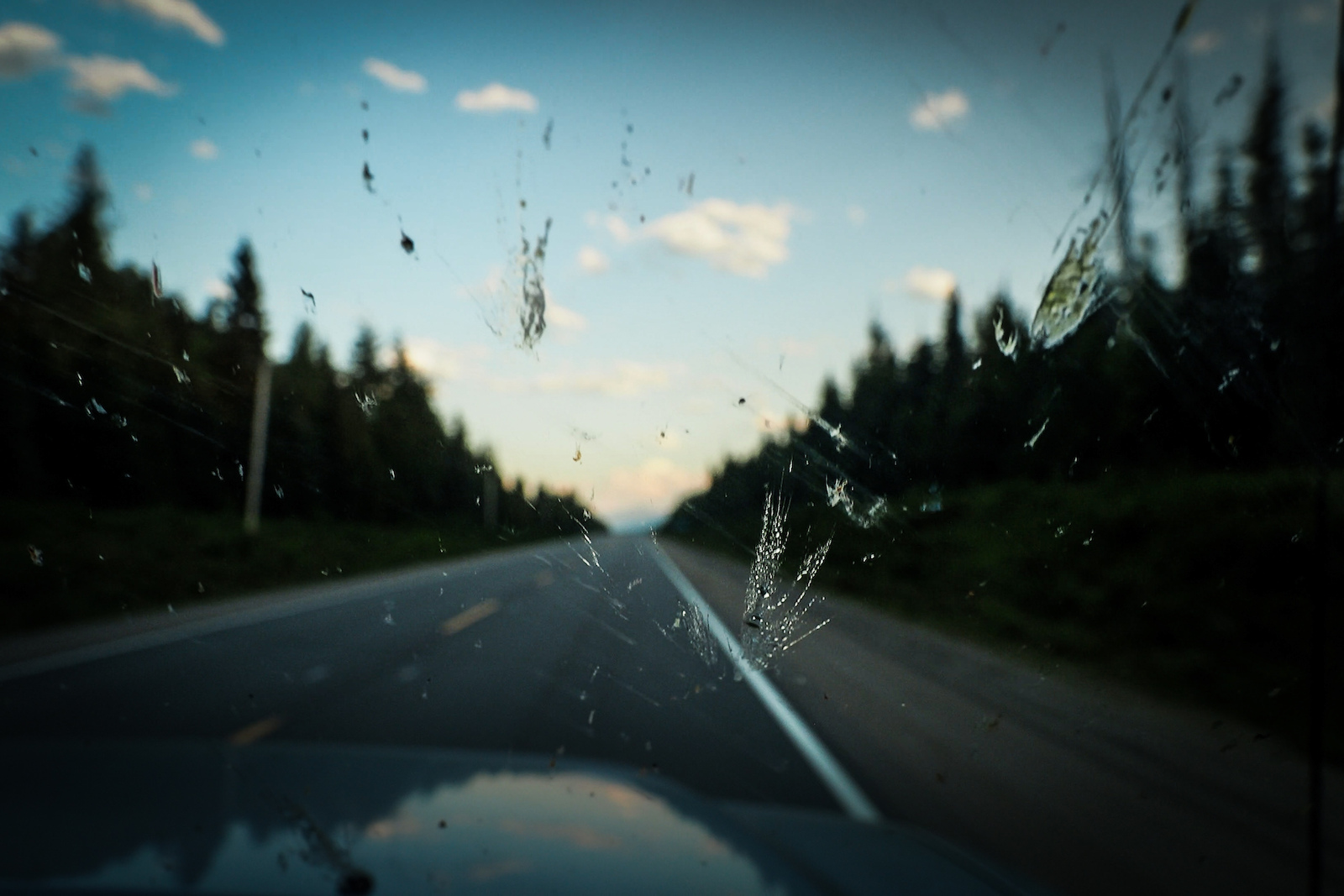 Lots of windshield hitchhikers on this road trip.