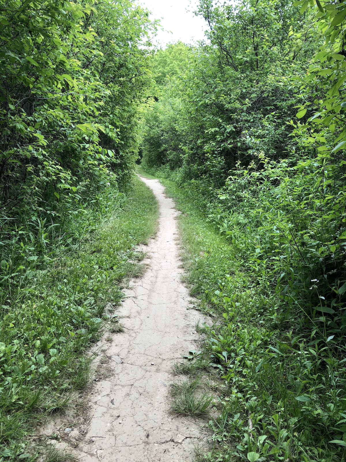Freshly cut Orchard segment
