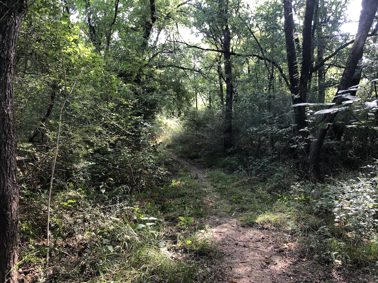Trail work. Almost ready to ride. No roots!!