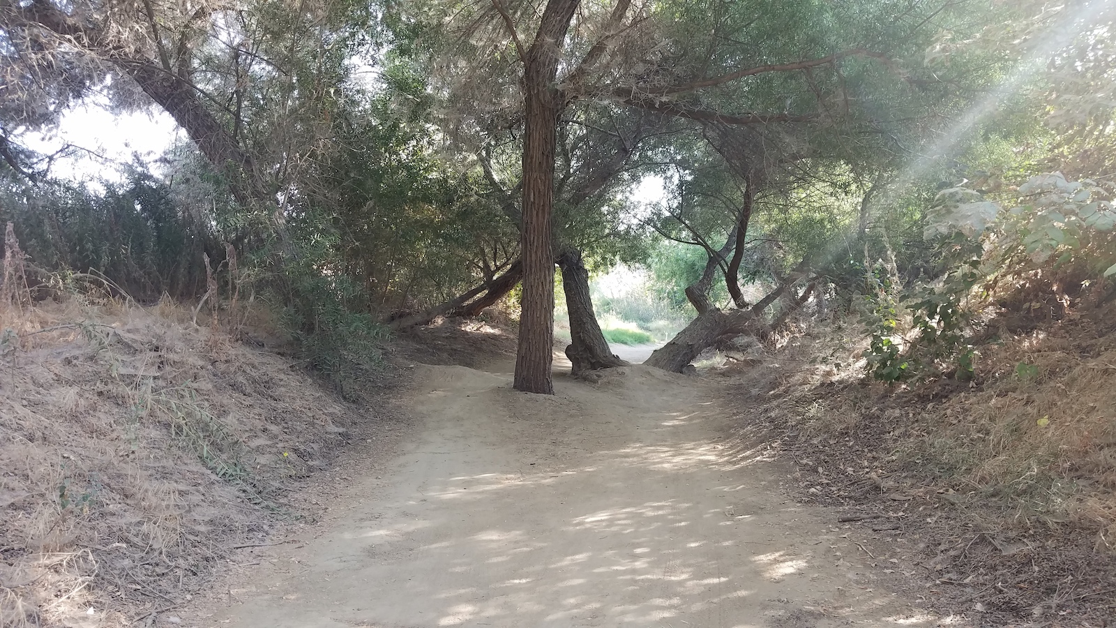 Small bump jump between a couple trees