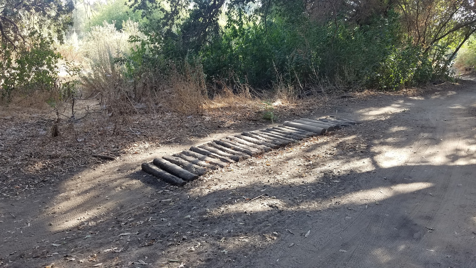Bumpy log feature along the trail, feels similar to a flat mellow rock garden