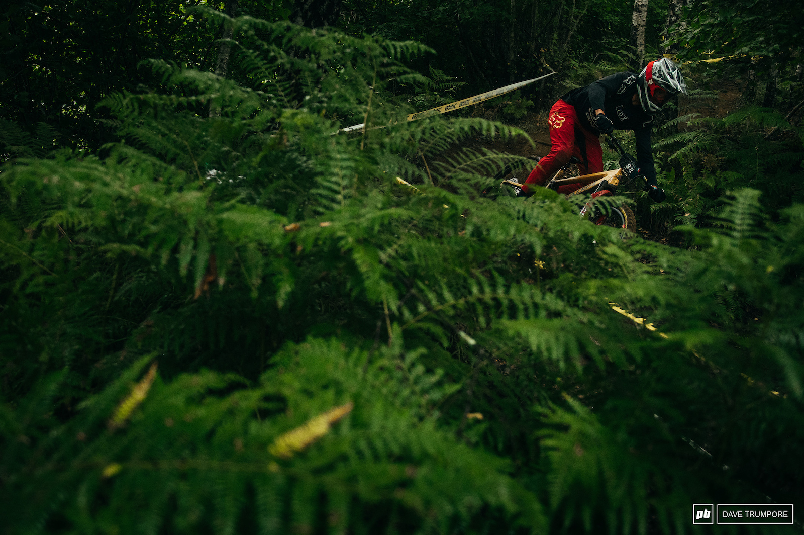 Stage 2 is in the forest amongst the ferns