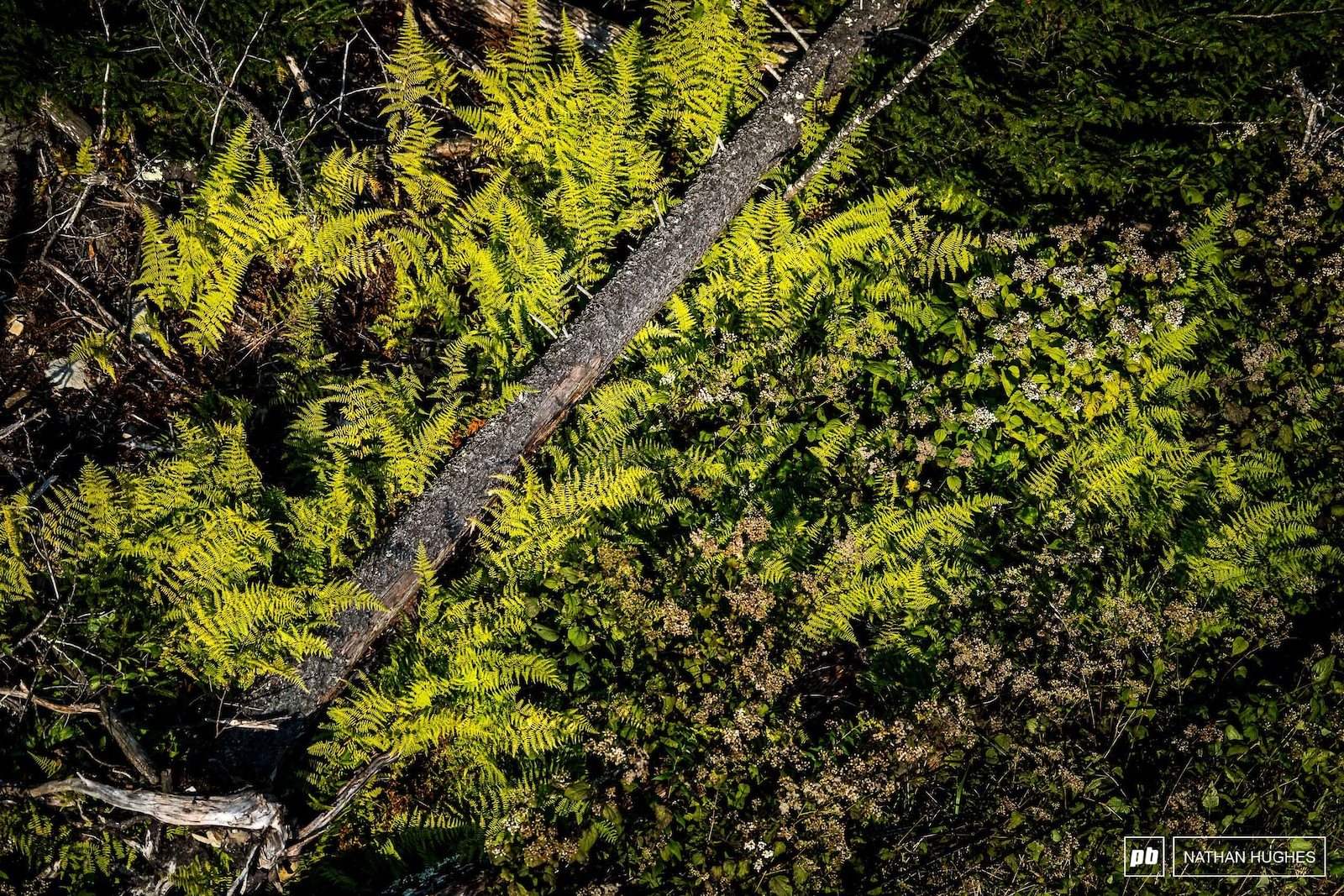 The fern-filled forest fun continues tomorrow for qualies.