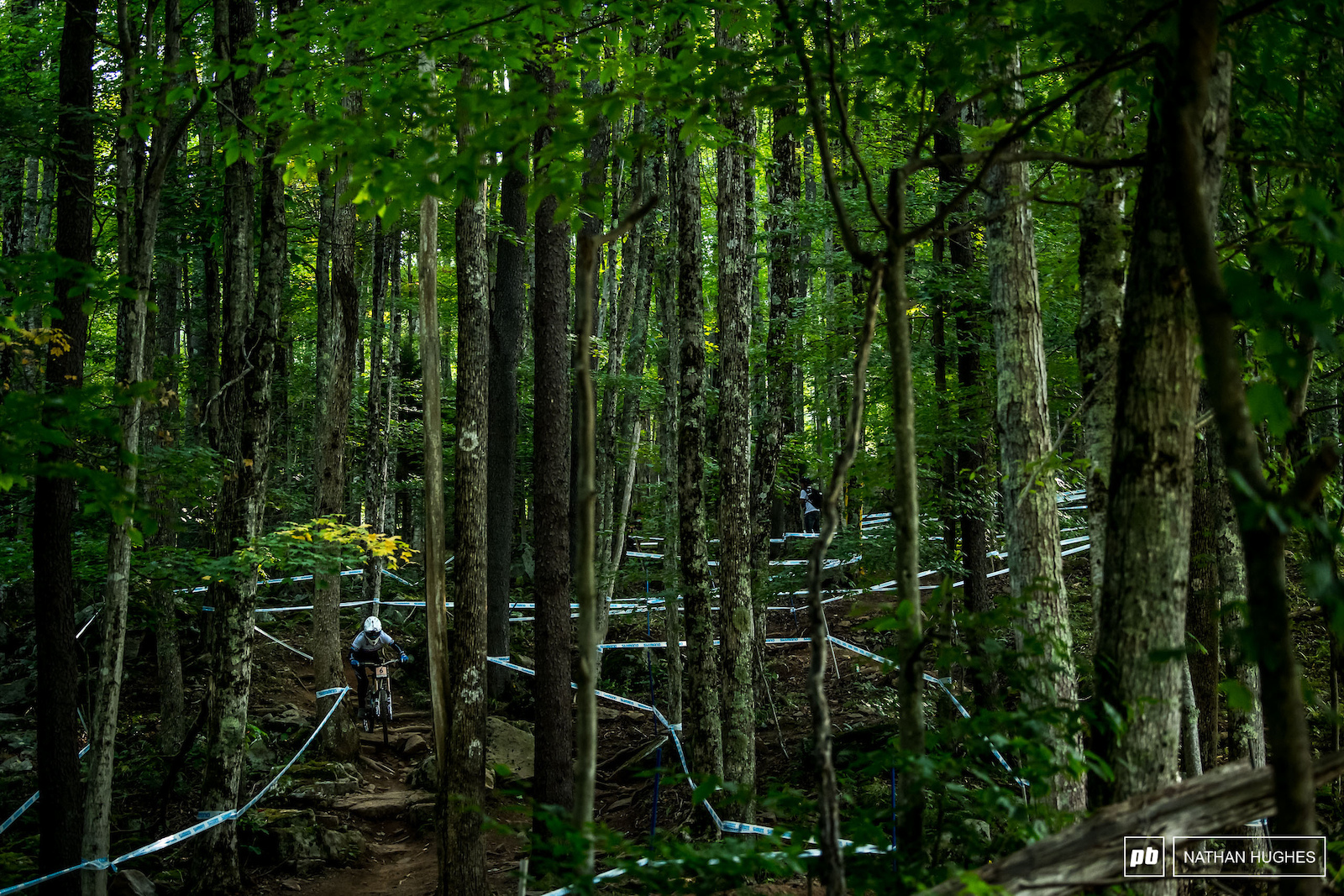 Farina dwarfed by the forest.