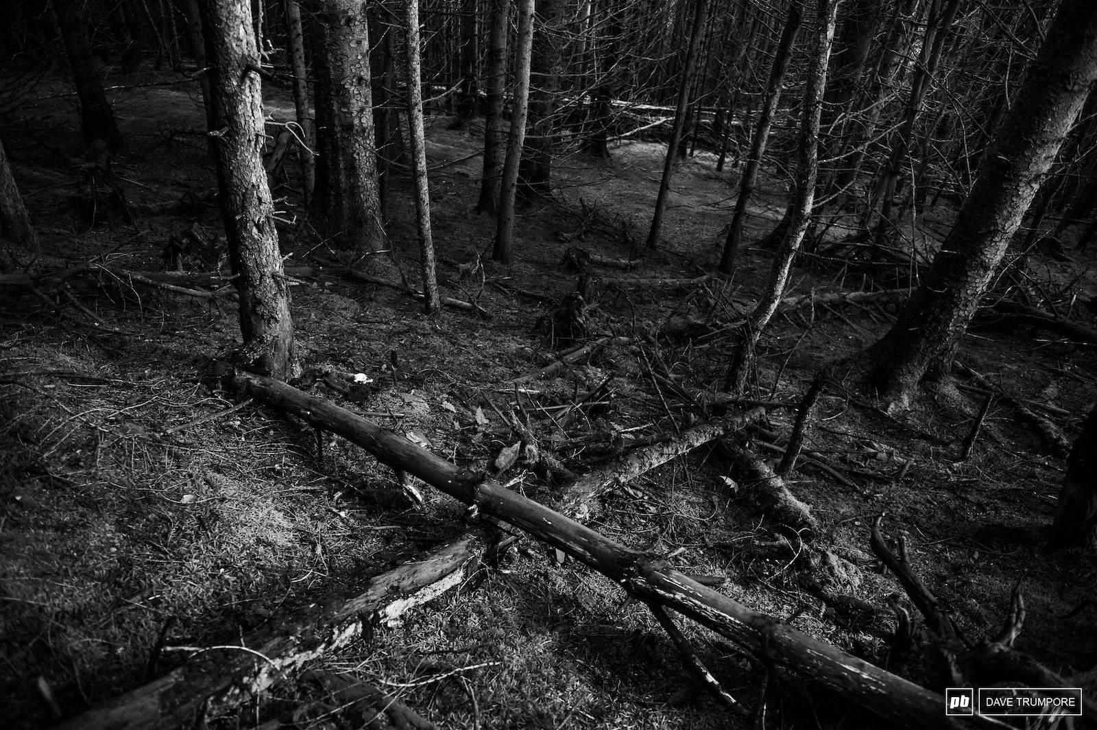 The woods are dark and the trees tight here in Scotland