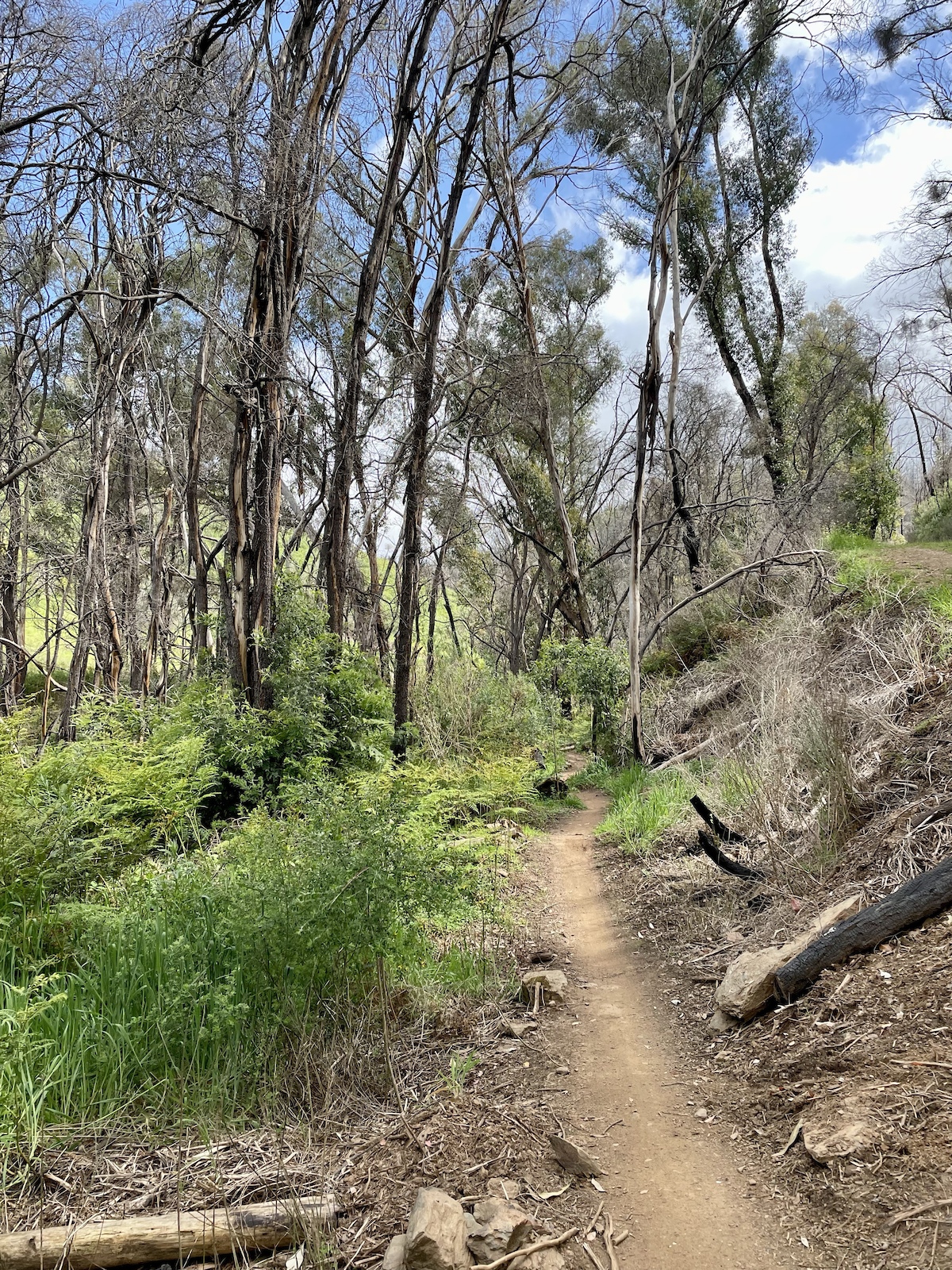 A hiker on a narrow singletrack trail through eucalyptus forest with fallen logs.