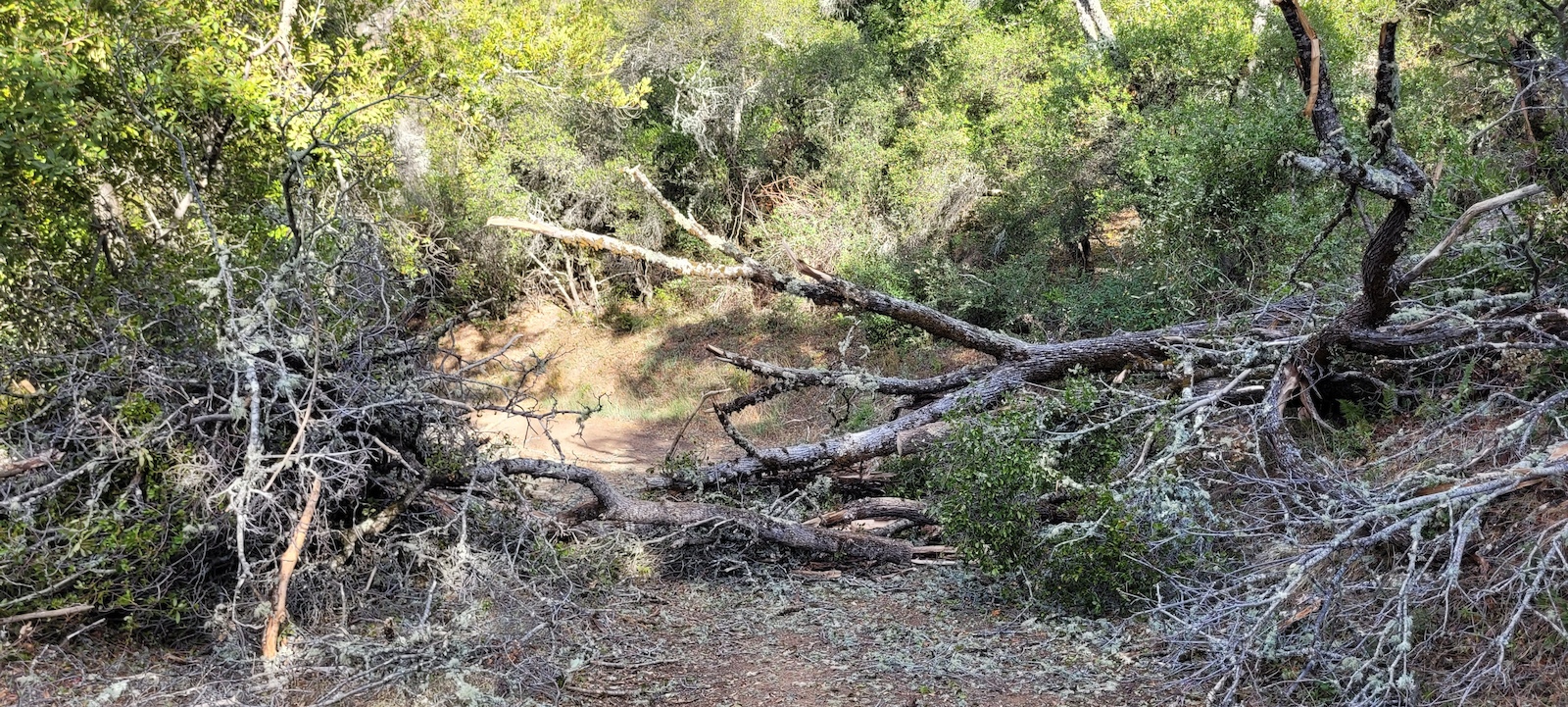 Fallen tree on Limekiln - Upper @ 37.185685, -121.941471