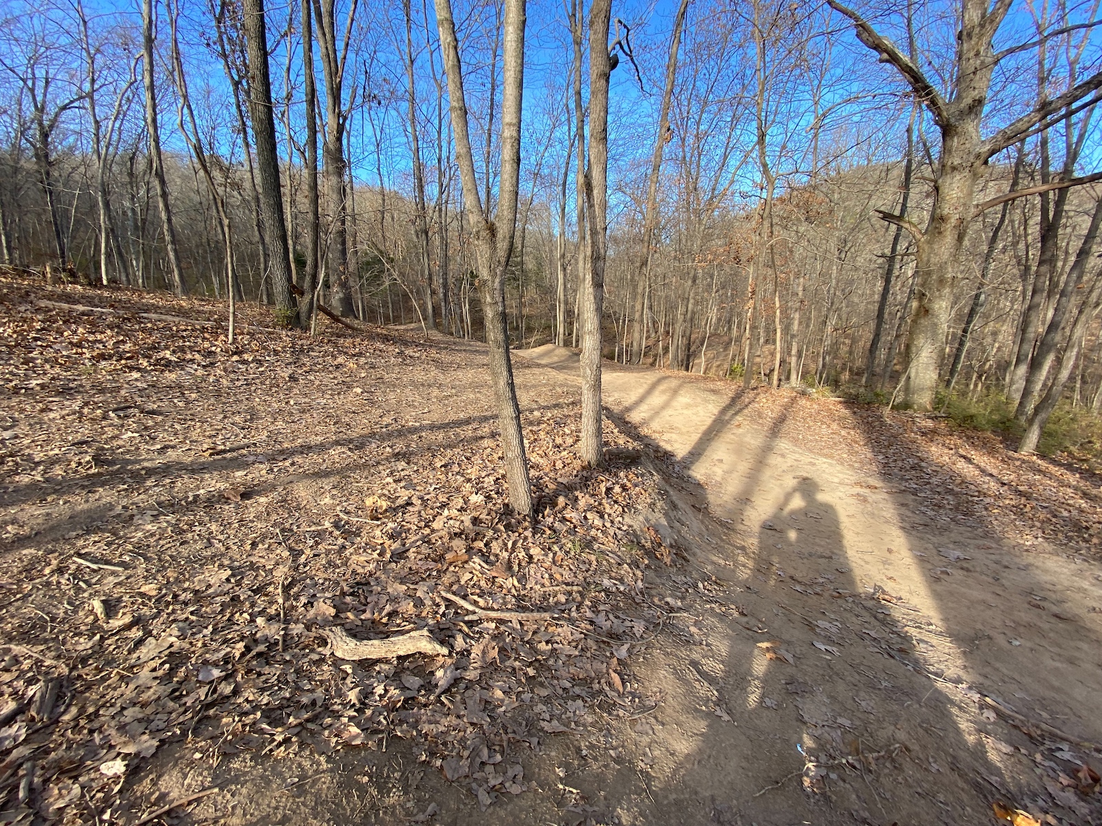 A forest trail with roots and leaf litter under bare deciduous trees.