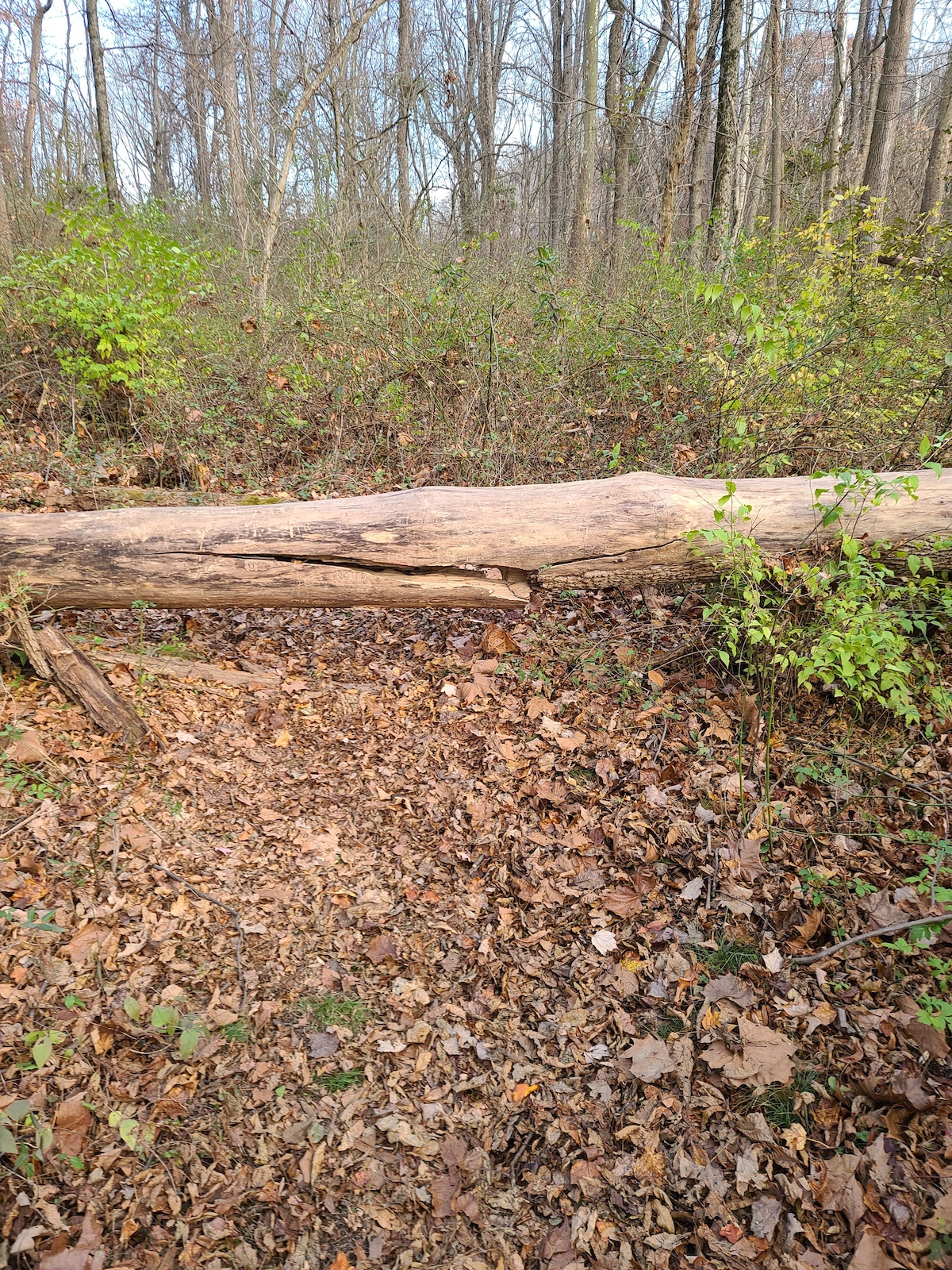 Large tree down in Pine Rd Trail.