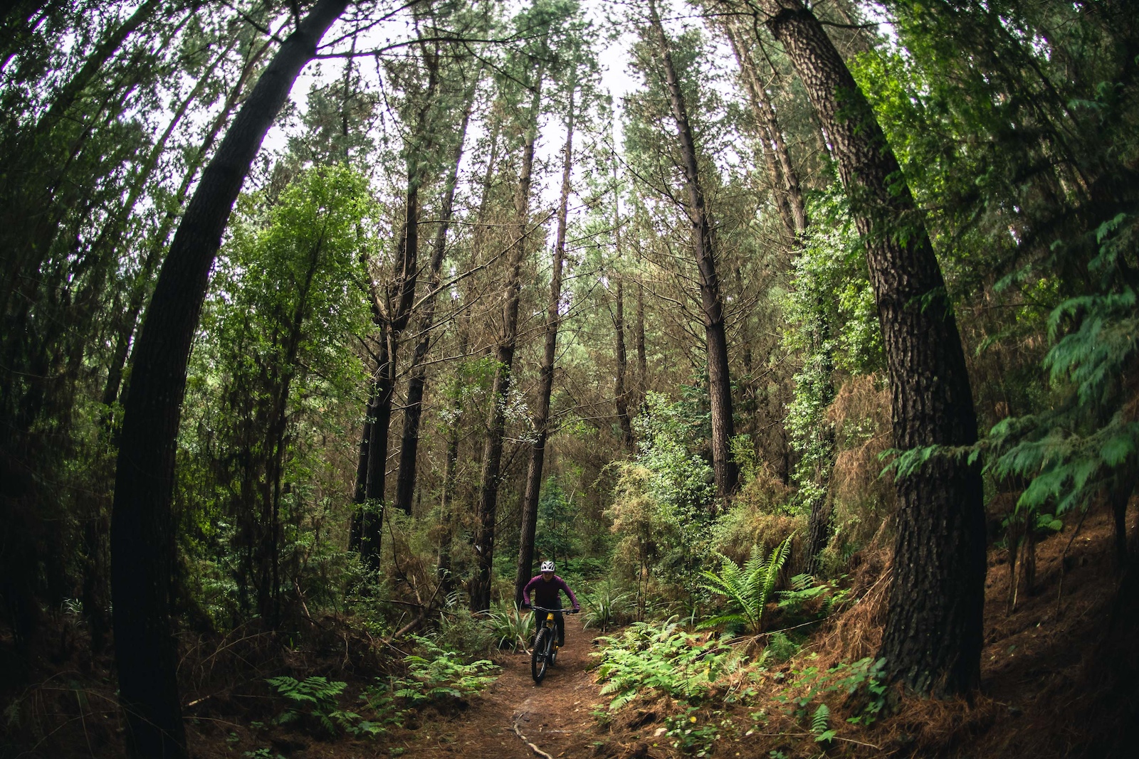 Tall pines and bushy natives make for a pleasant ride in Whare Flat.
