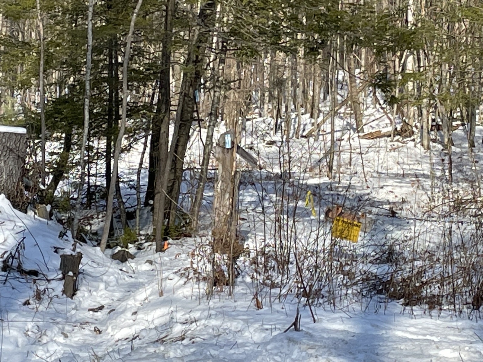 New trailhead on the north side of Rt 219 directly opposite of Hillcrest Drive.