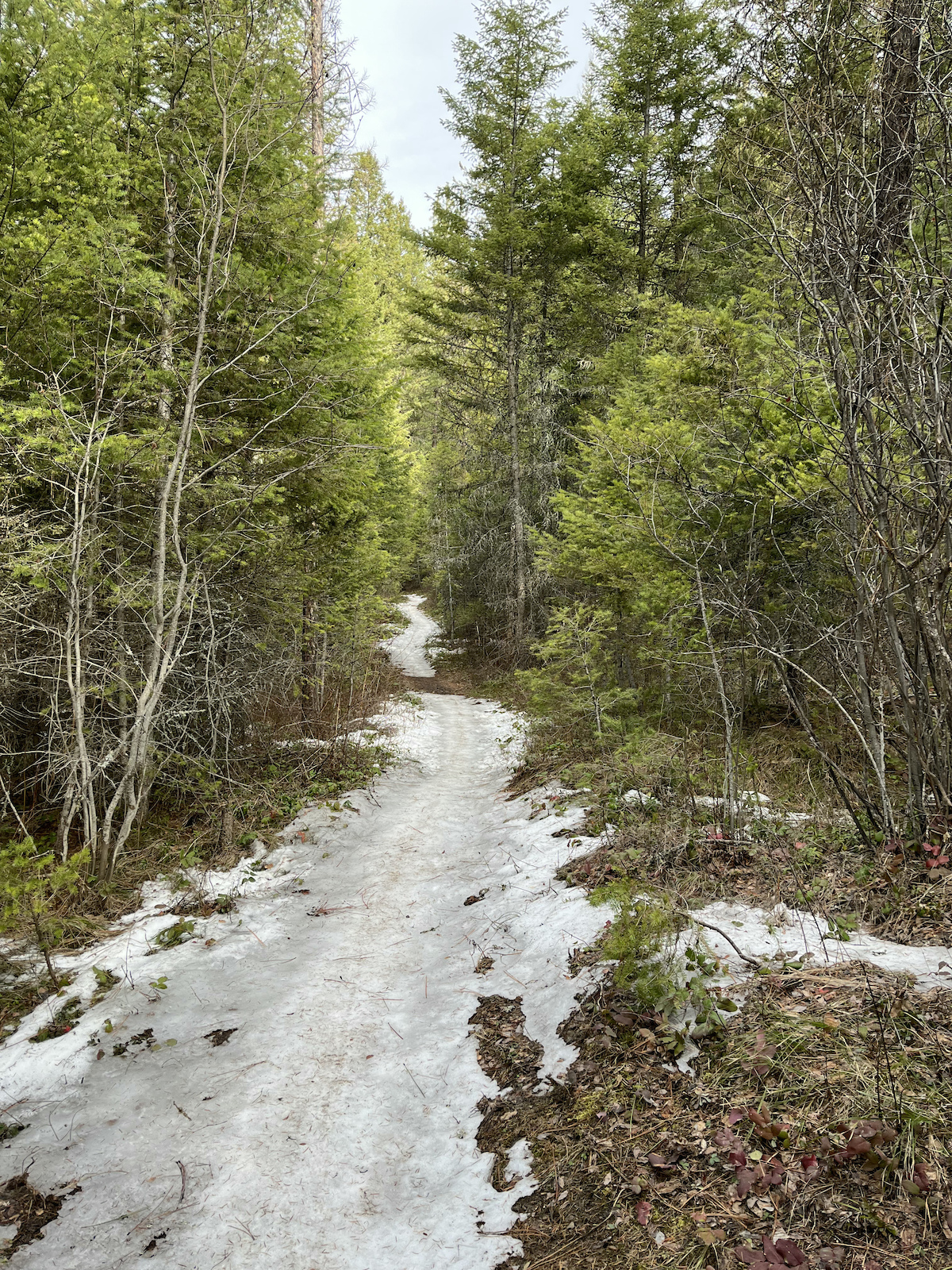 Checked on Ewok.  It's still covered in some icy patches and has several soft spots. Rode back down Sawmill Gulch Road.