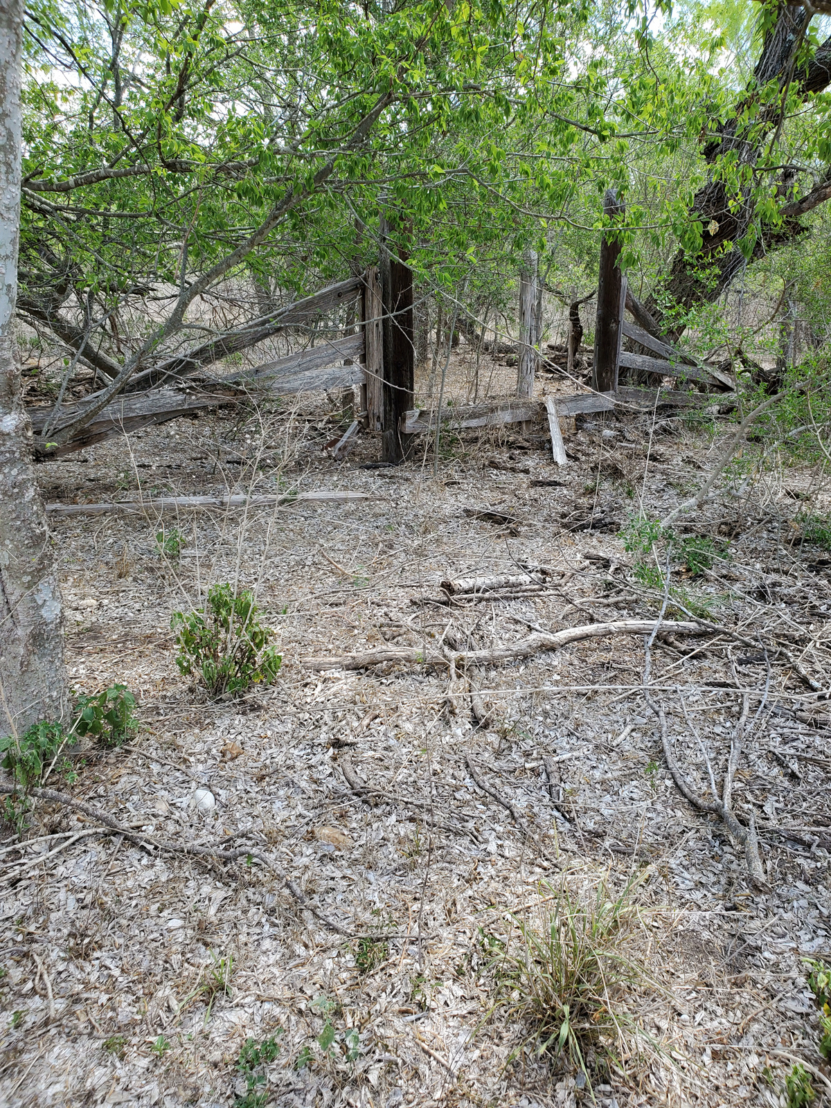 Homestead corral ruins