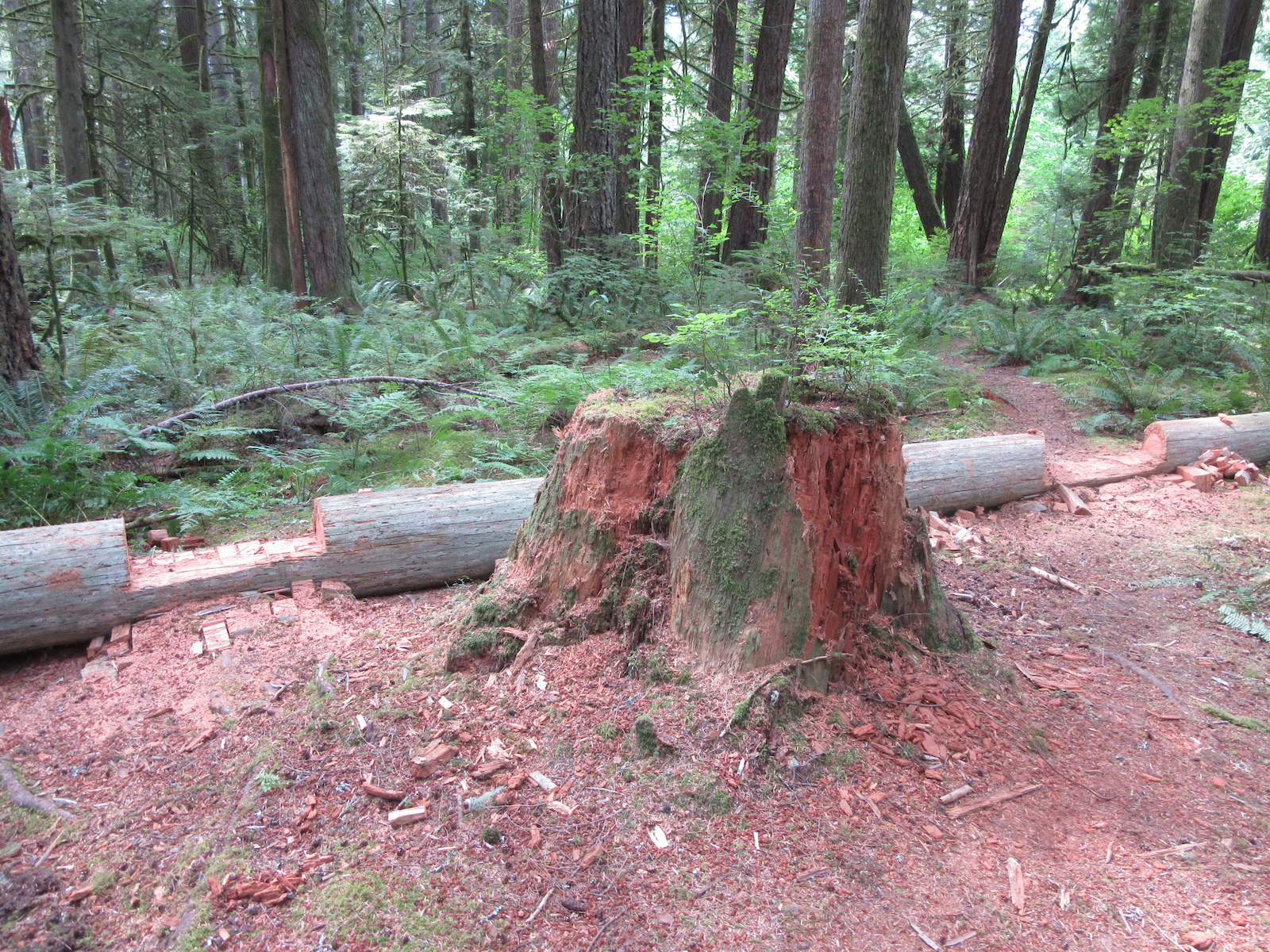 Log at Squamish Valley Entrance covering trail. Chainsawed a couple of steps.