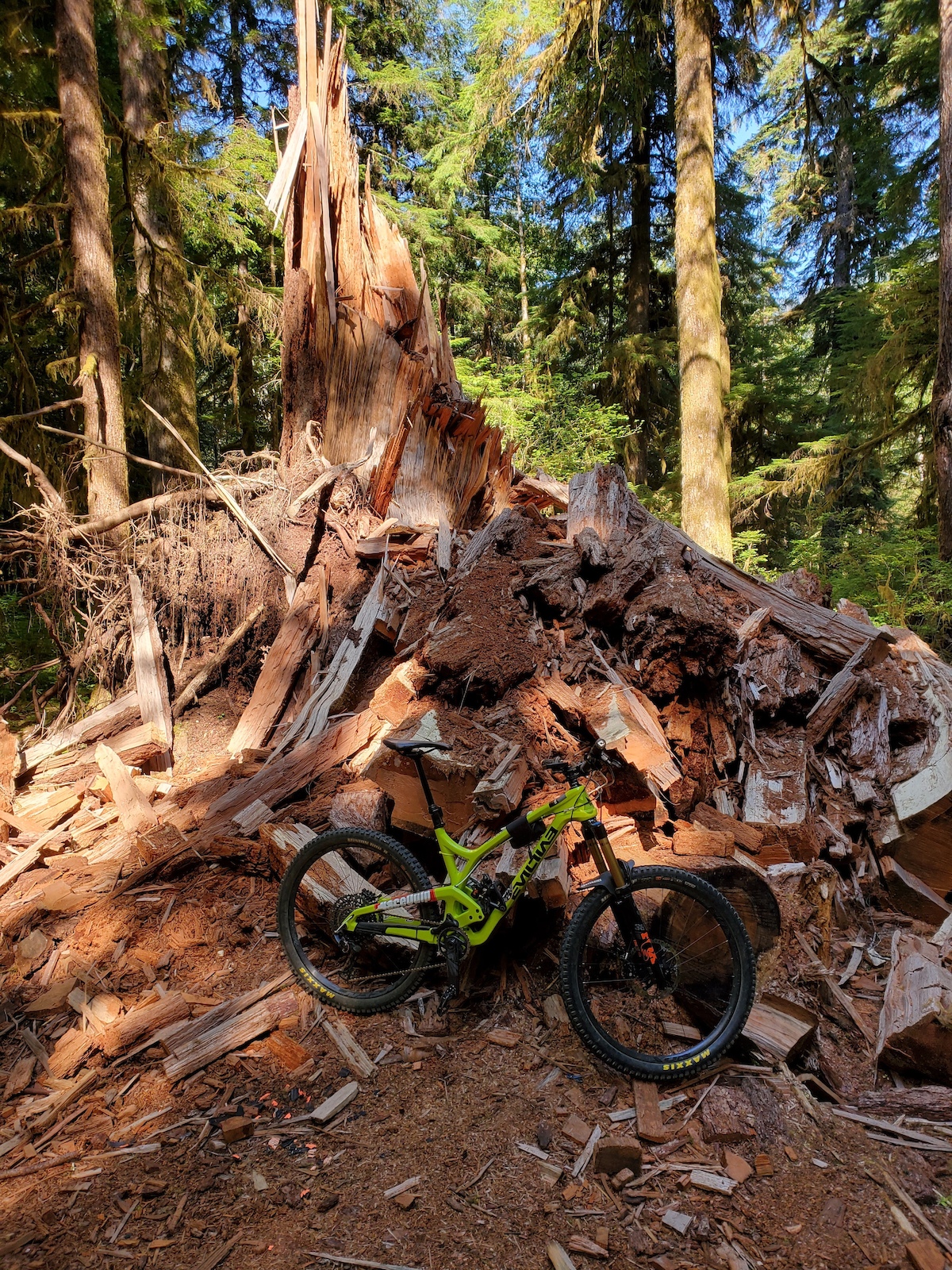 One huge deadfall. This is the base of the trunk.