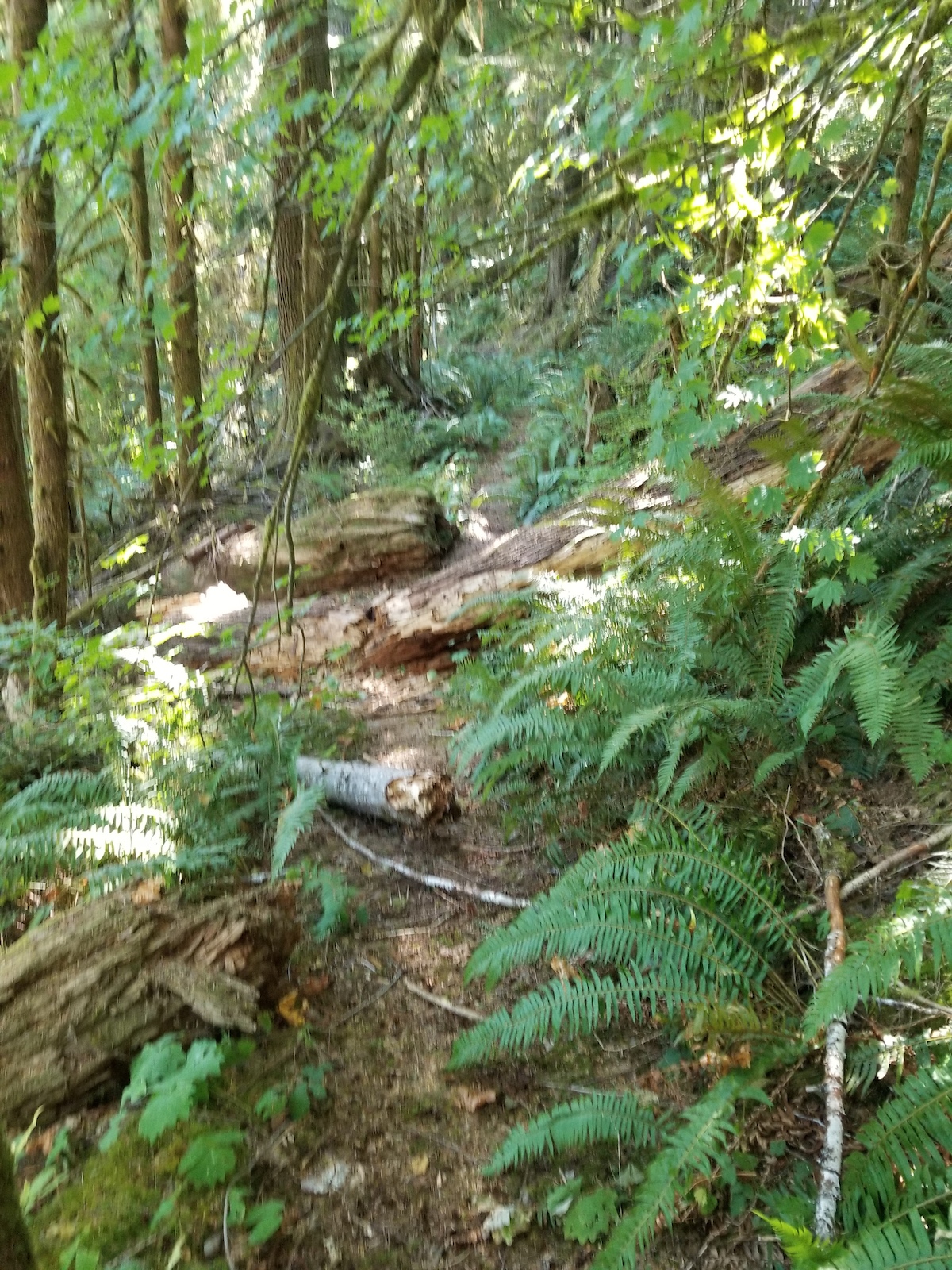 Hike a bike :-( I ran out of energy to run the chainsaw.  Age don't you know :-(