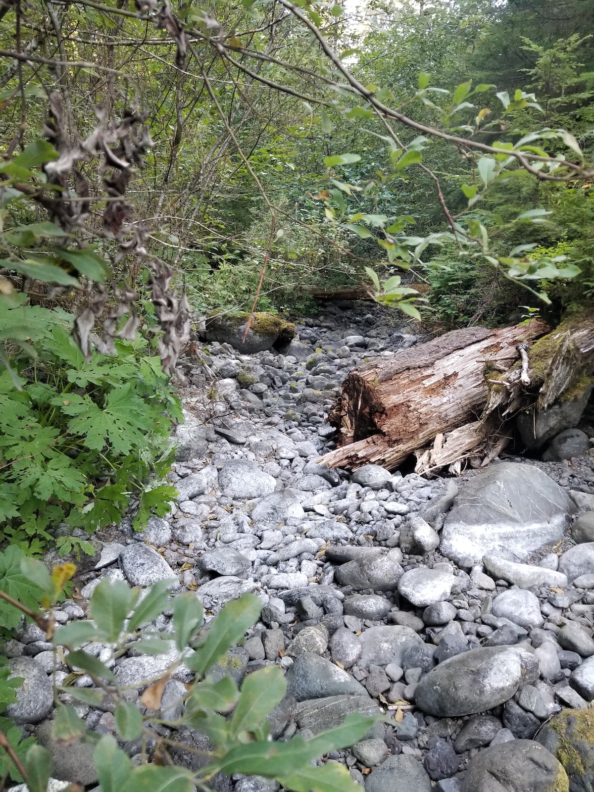 Normally there would be a foot of water running down creek bed minumum. It's been very dry.