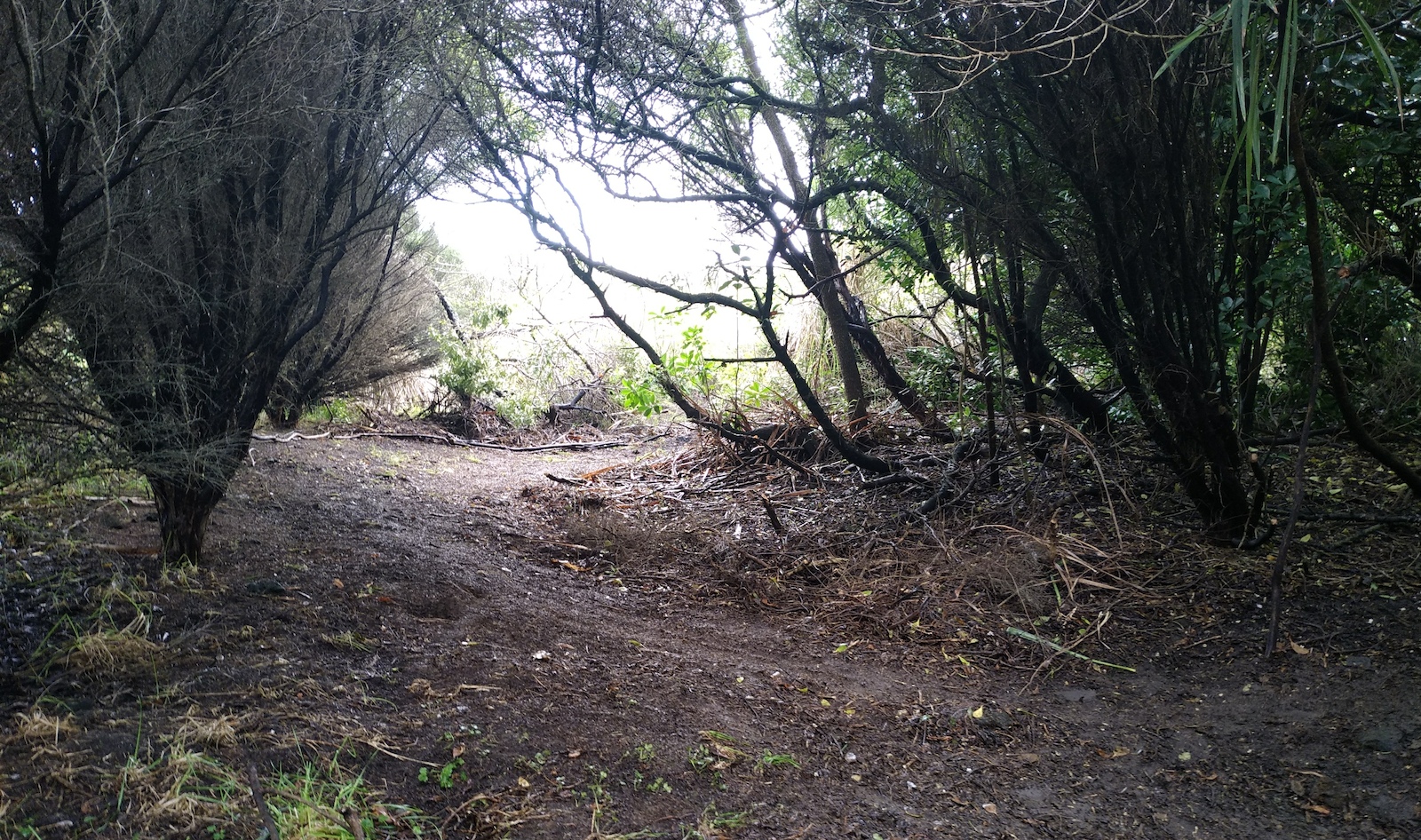 Natural berm.