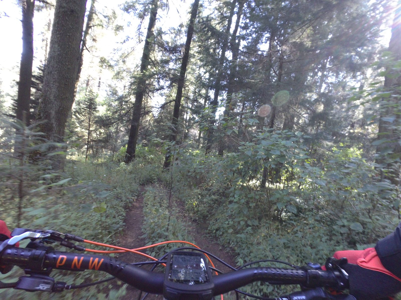A mountain biker navigates a narrow, root-filled forest trail through dense vegetation.