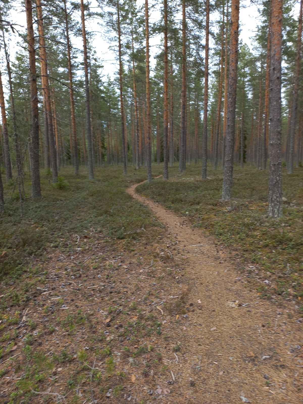 A dirt trail curving through a dense coniferous forest with green moss coverage.