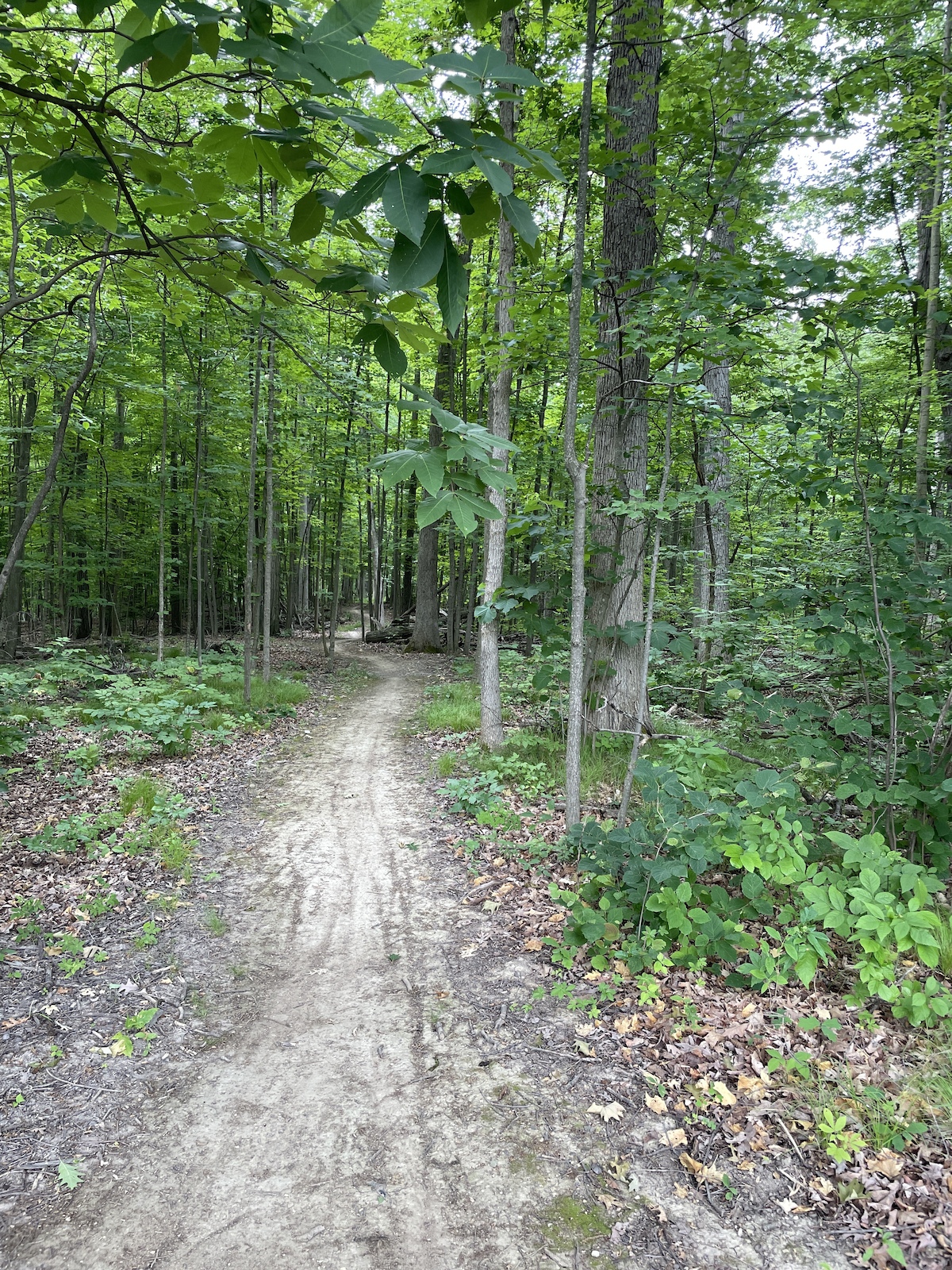 typical trail section