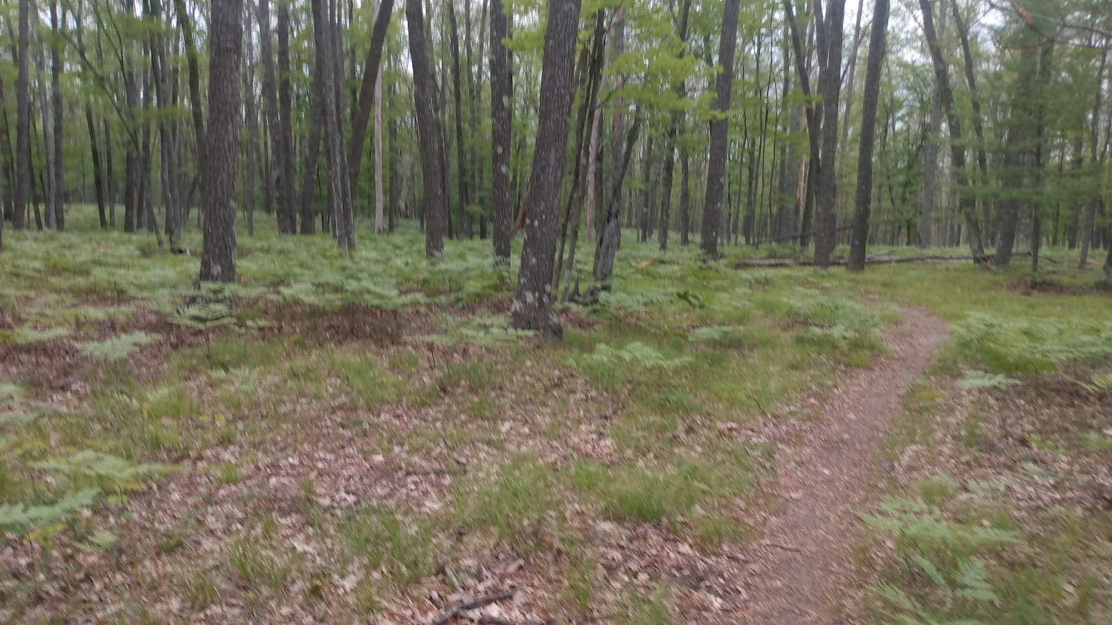 A forest trail with reddish-brown loamy ground and fallen leaves between tall trees.