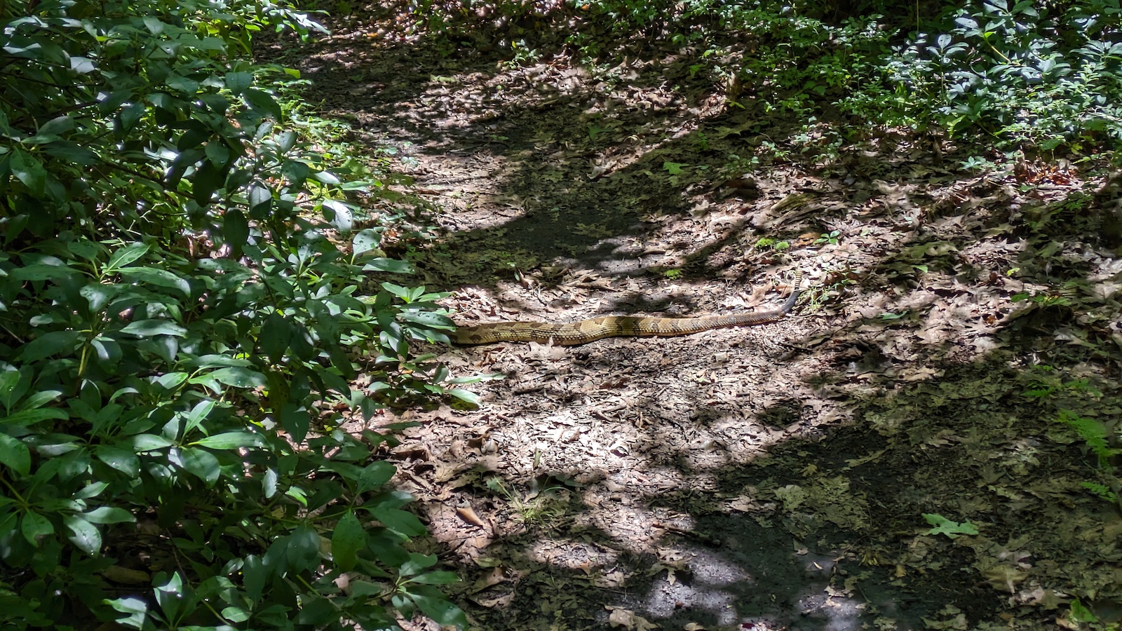 Timber Rattlesnake 7-29-23 top of spruce around summit intersection.