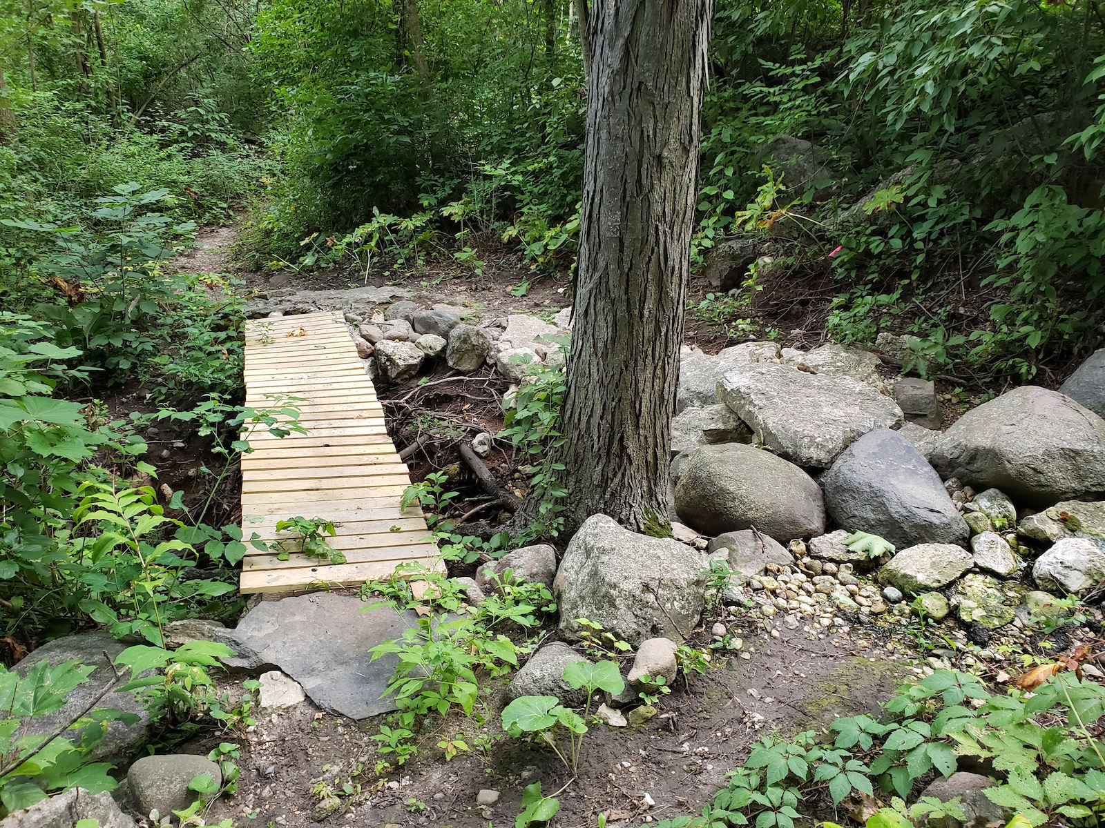 Choose your adventure: rock garden or bridge over 5 ft deep gully