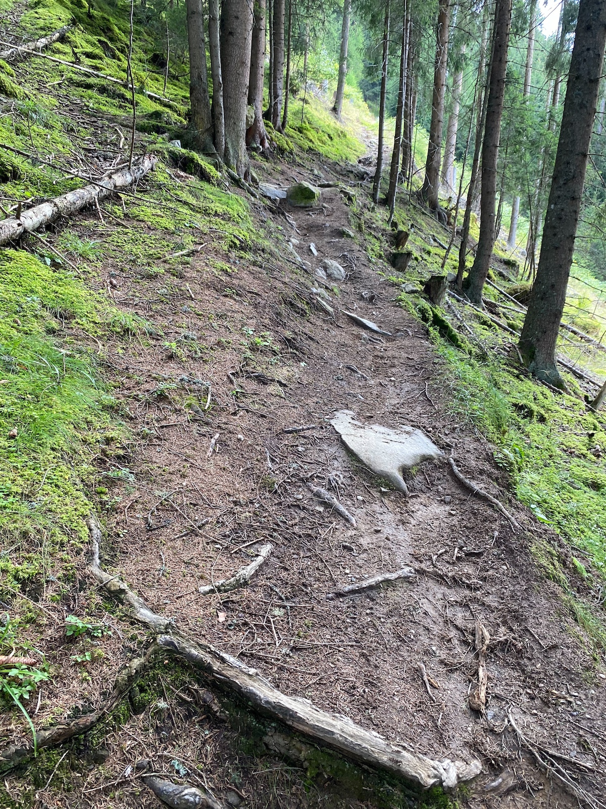 A mountain biker riding down a rooty forest trail with moss-covered logs and rocks.