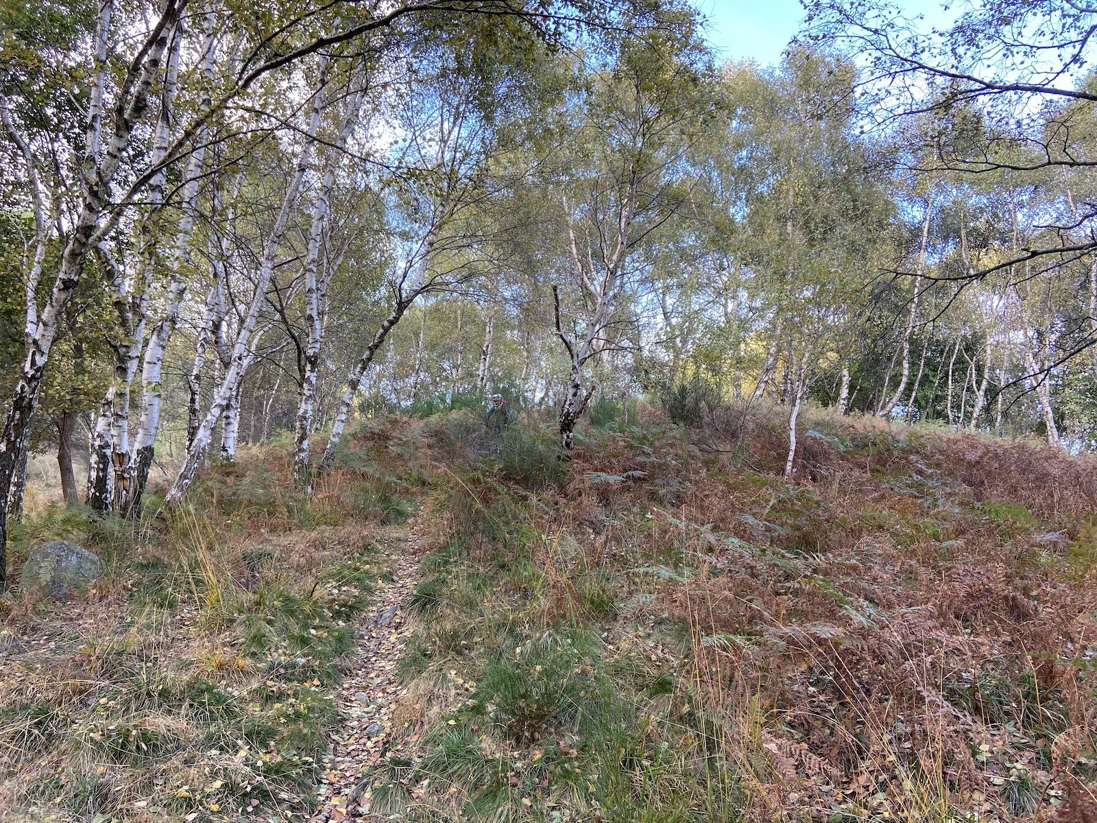 A forest trail through birch and evergreen trees with autumn foliage.