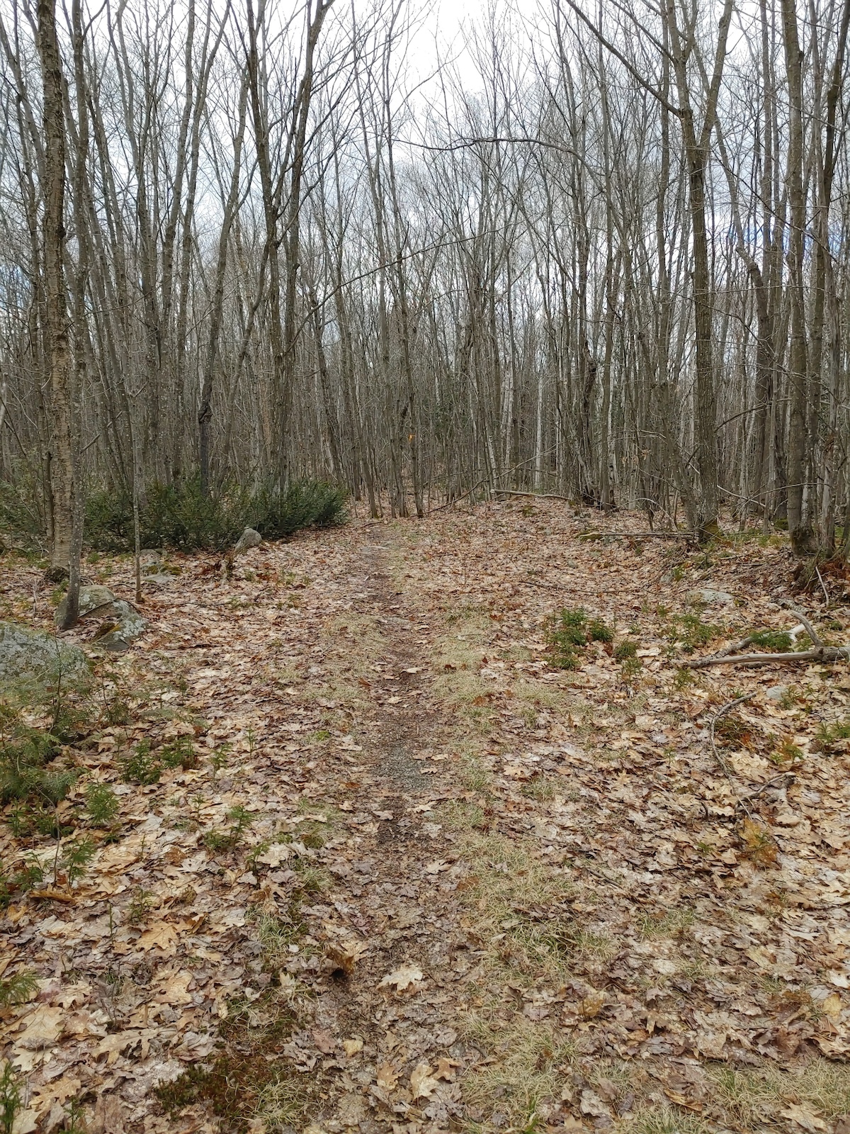 A straight trail through a dense forest of tall, bare trees with leaf-covered ground.