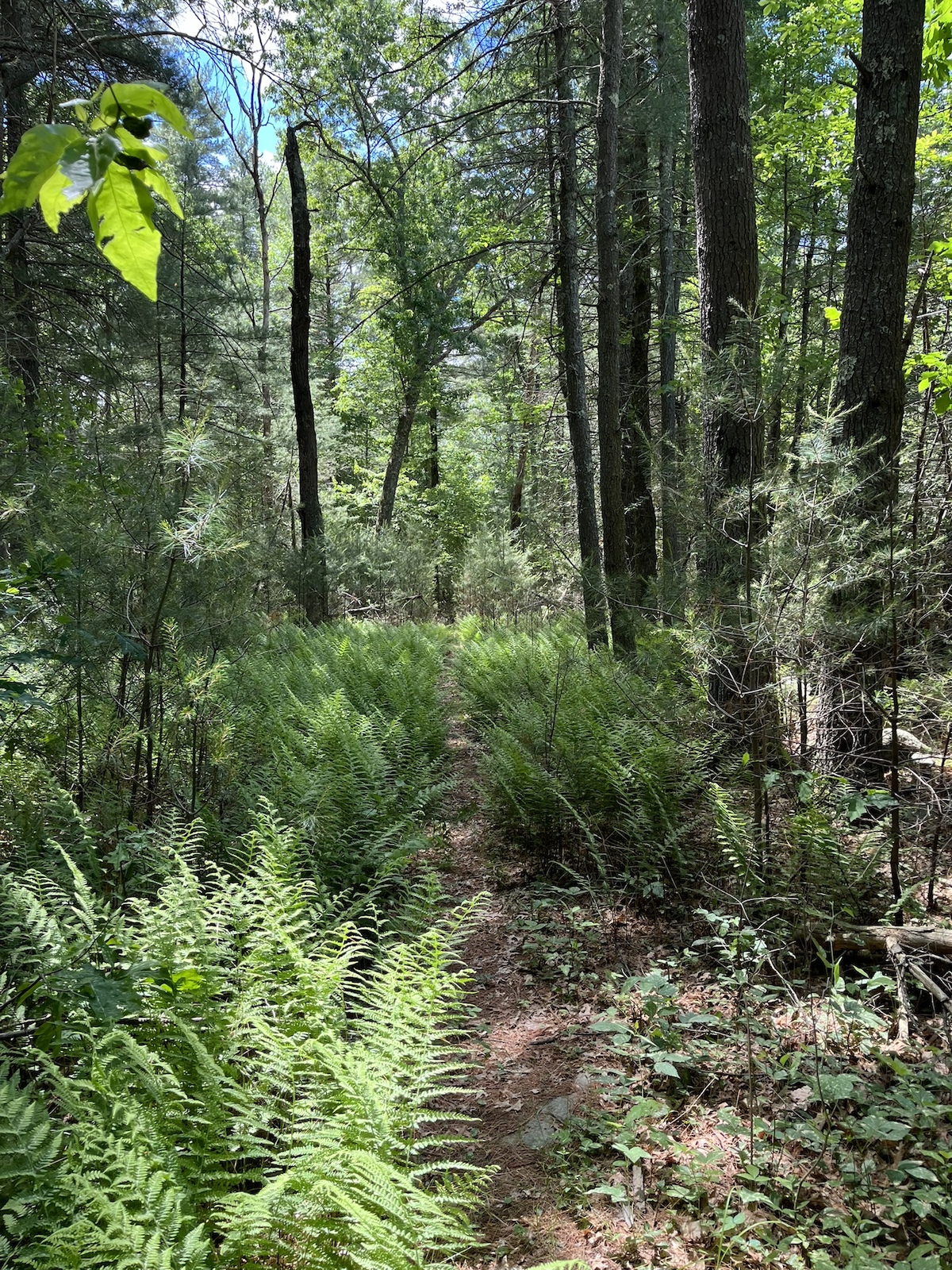 A gentle descent through ferns and pines leads to the wetlands and bridge.