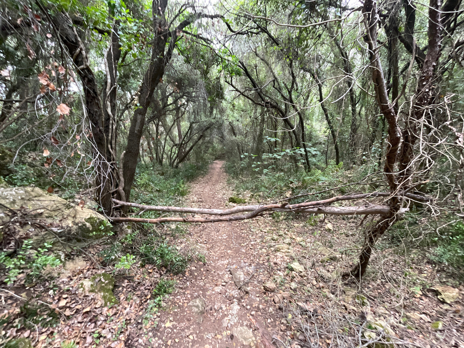 A winding forest trail lined with trees and fallen branches, viewed from above ground level.