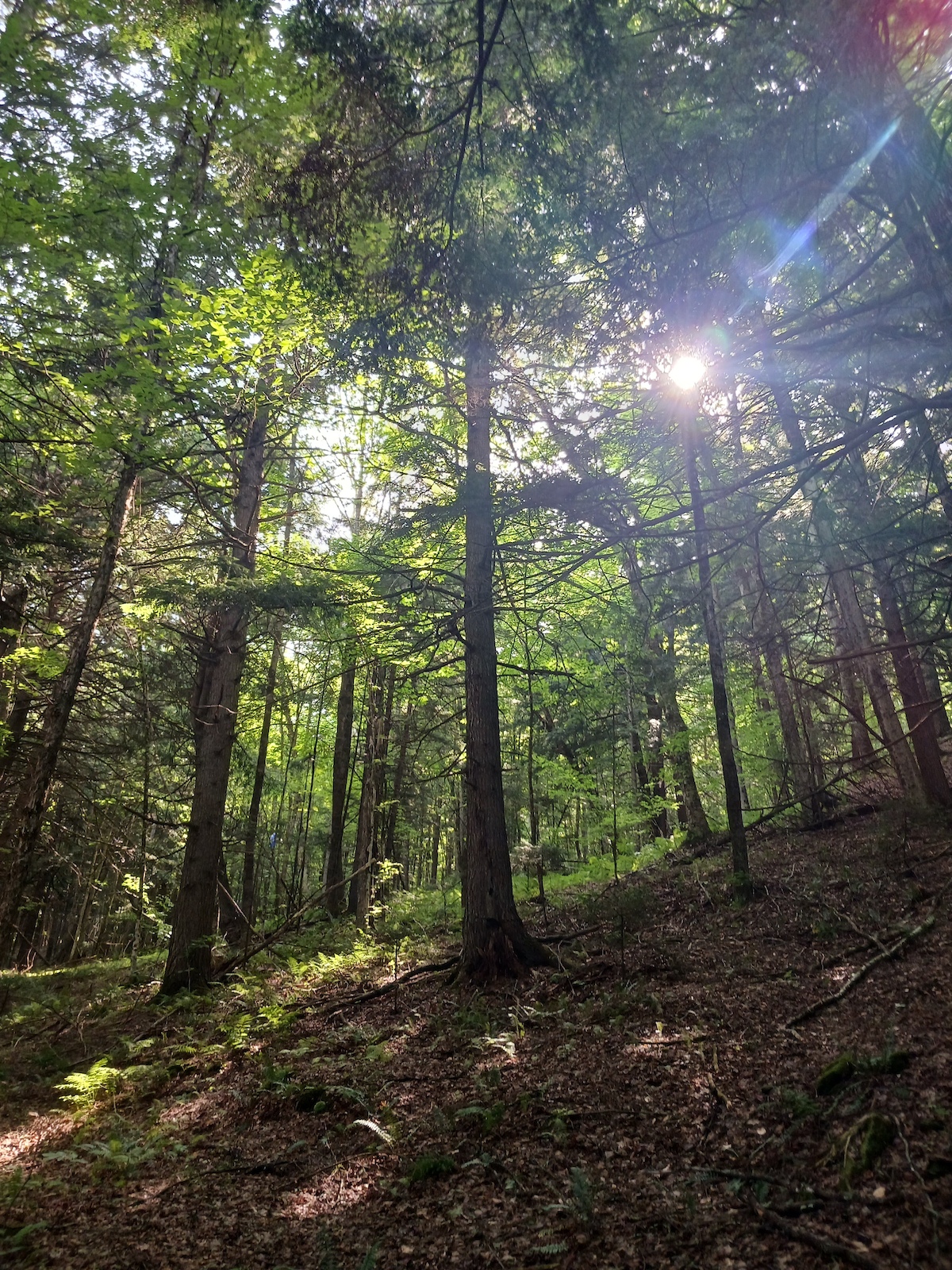 Rochester trails magic