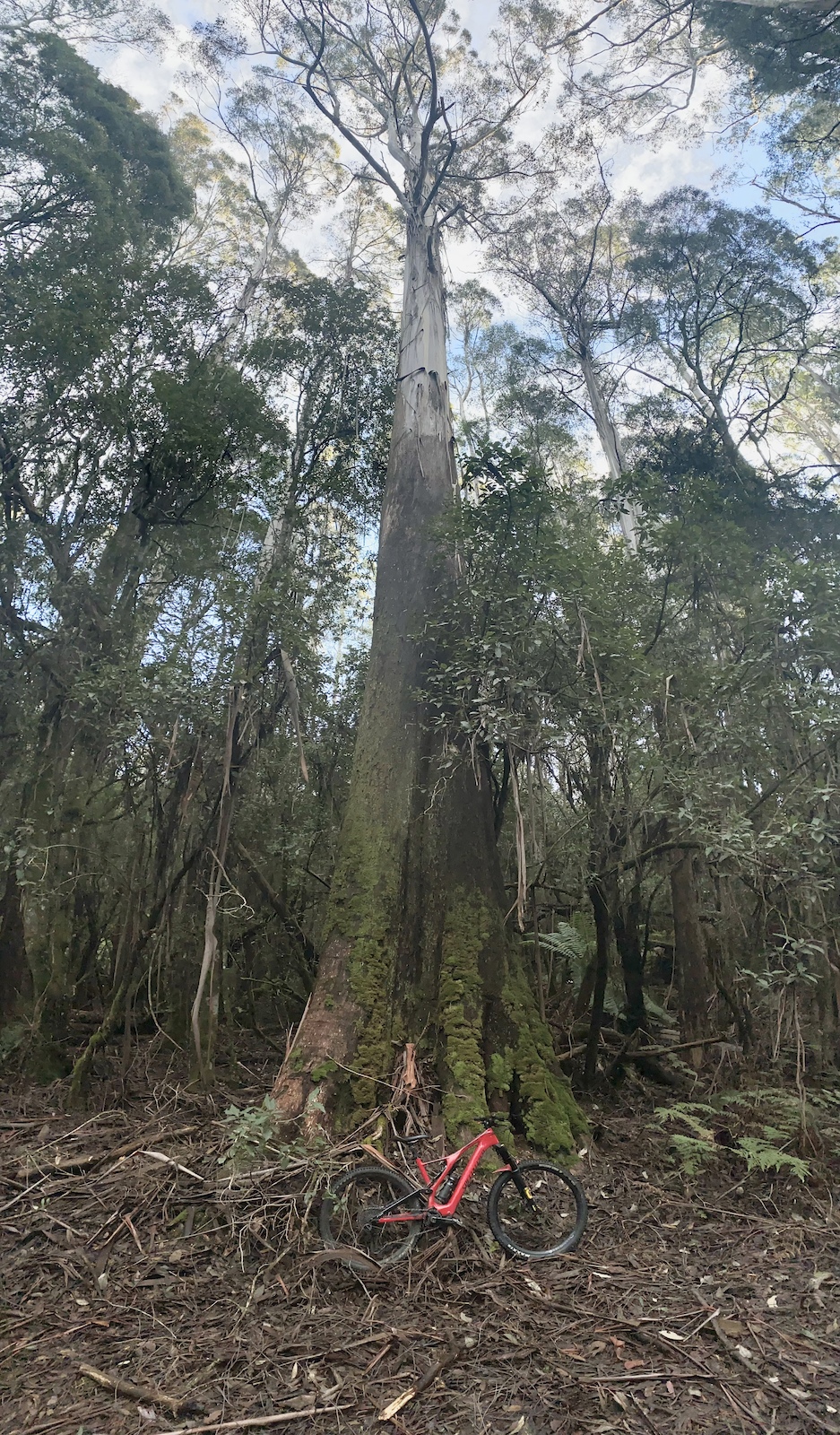 A big eucalypt tree on the Bannons Bridge track