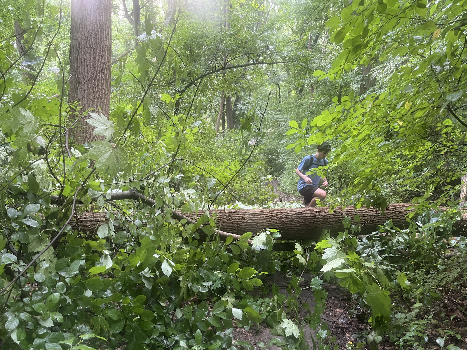 Downed trees