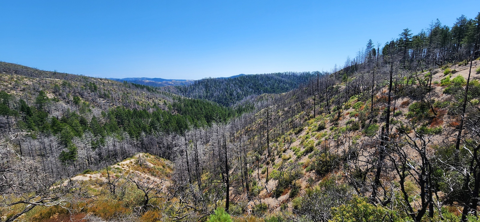View from Butano Fire Road