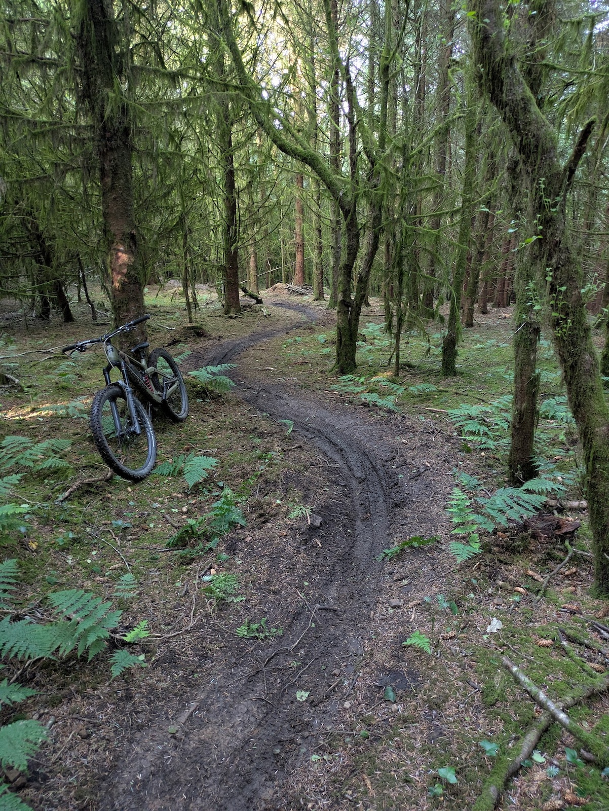 Lovely fast, loamy berms in the trees