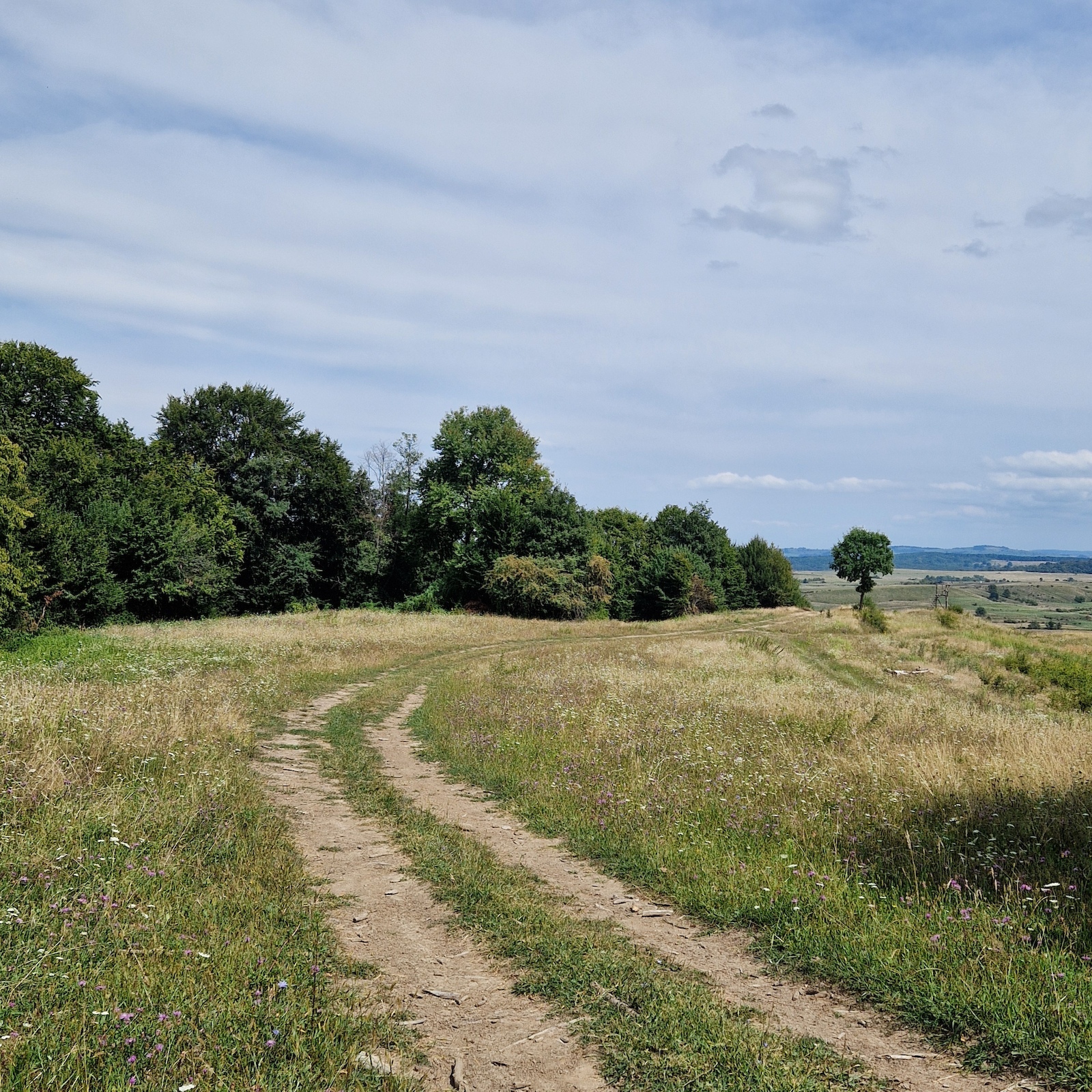 A dirt track through wildflower meadows with tree clusters and distant hills visible.