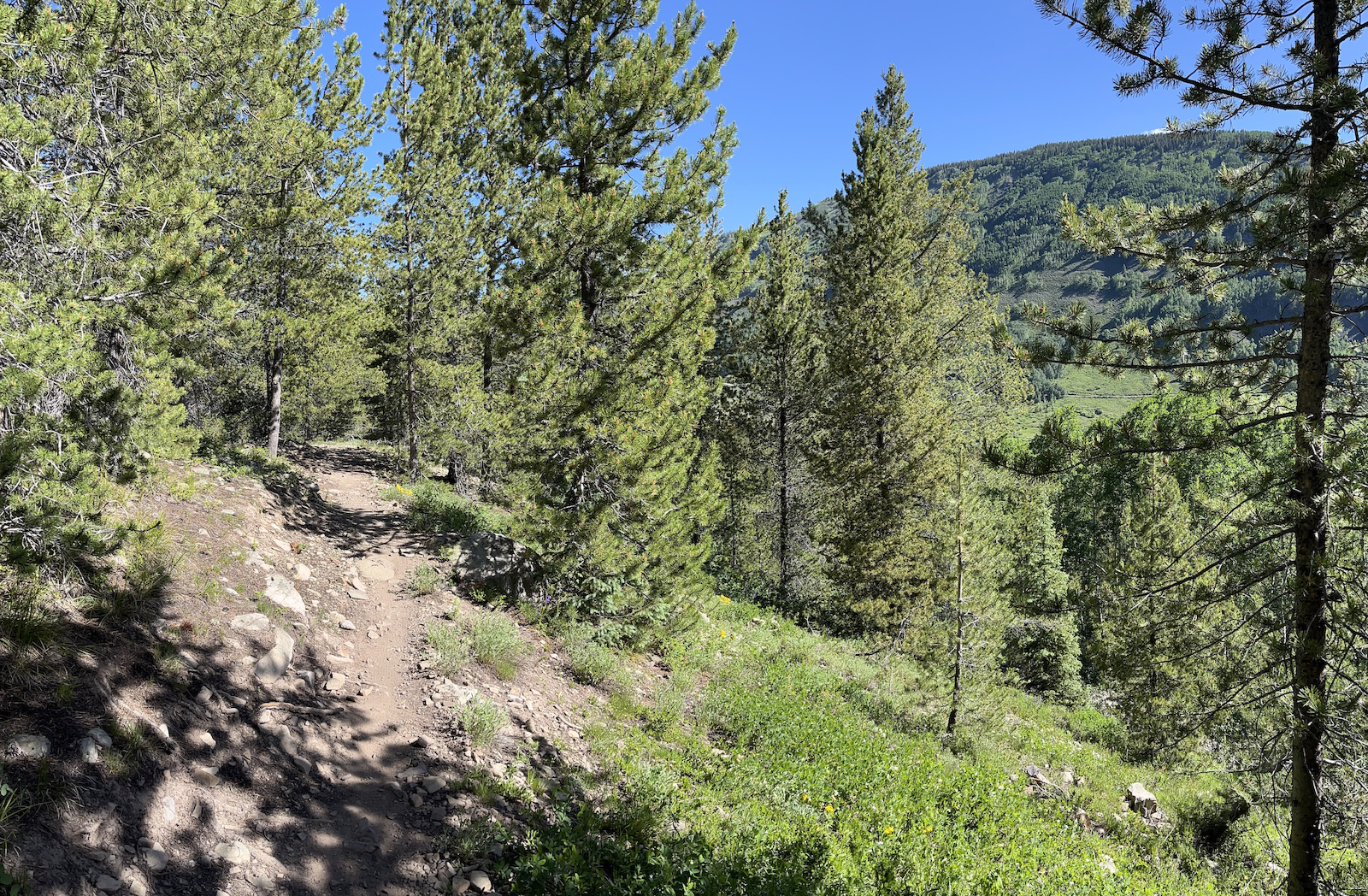 A hiker on a trail through pine forest descending toward open meadows and distant hills.