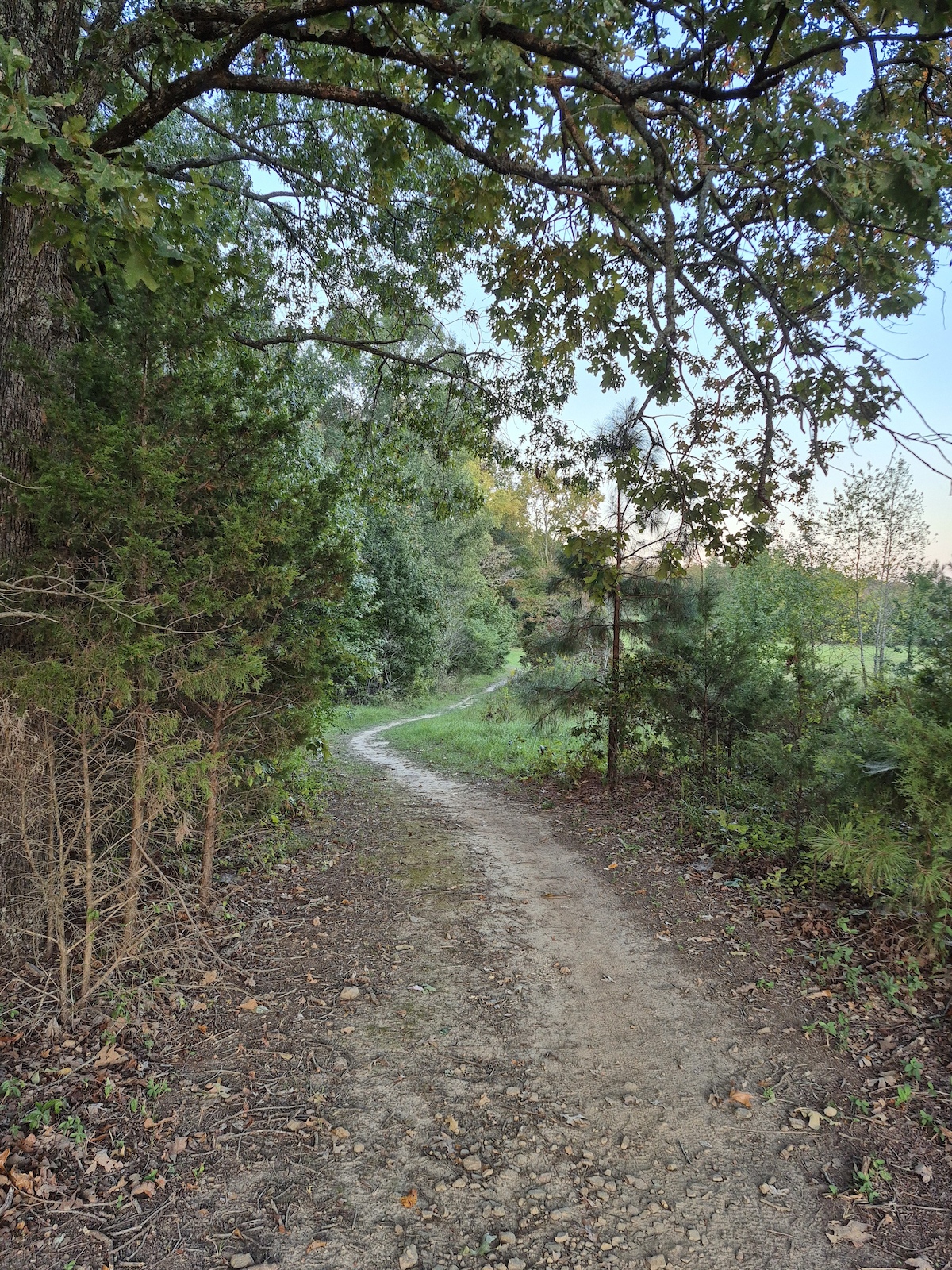 A winding dirt trail through deciduous forest with rocky surface.