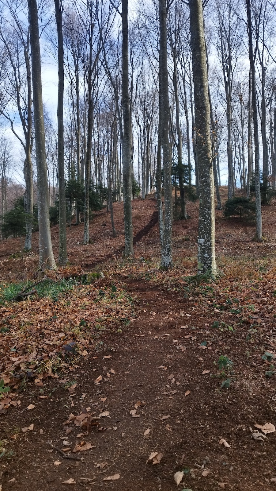 A maintained forest trail runs through a beech forest with sparse ground vegetation.