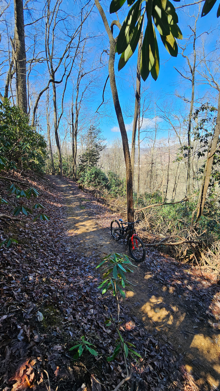 A mountain bike on a shaded forest trail with dappled sunlight and vegetation.