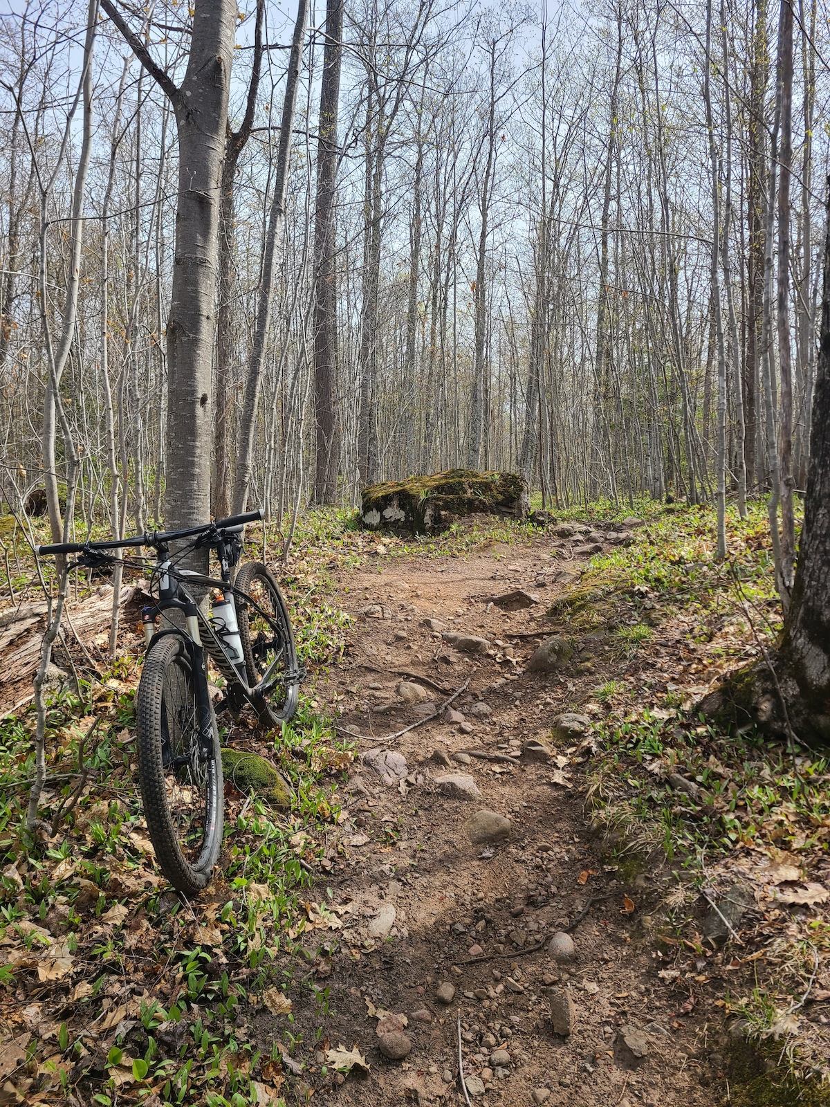 A mountain bike leaned against trees on a rooty forest trail with moss-covered logs.