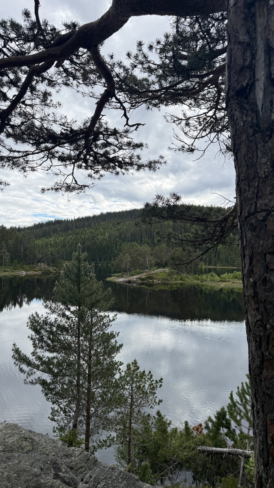 A forested shoreline with a calm lake reflecting the sky and evergreen forest across the water.