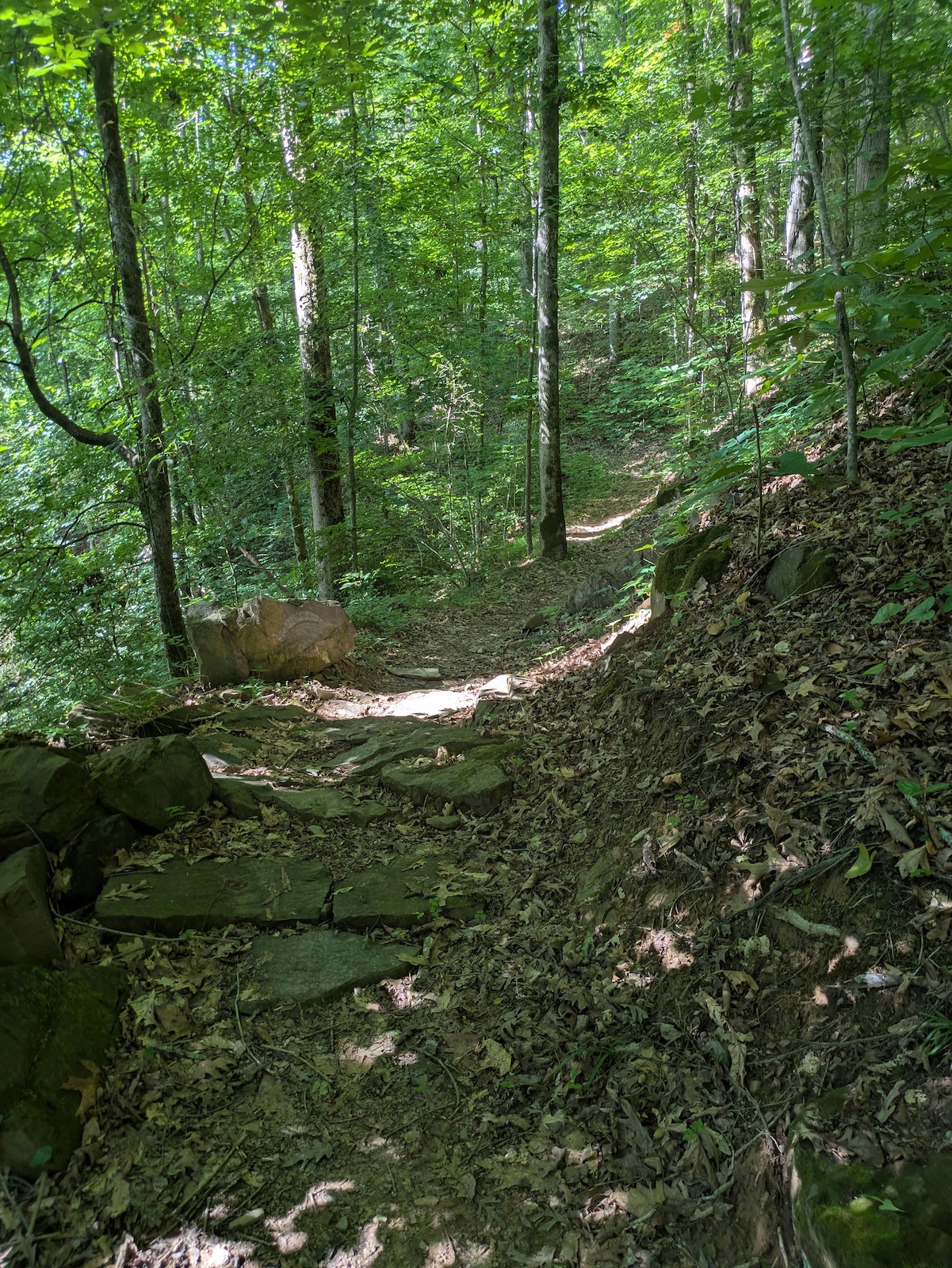 A hiking trail through dense green forest with rocky and rooty terrain.
