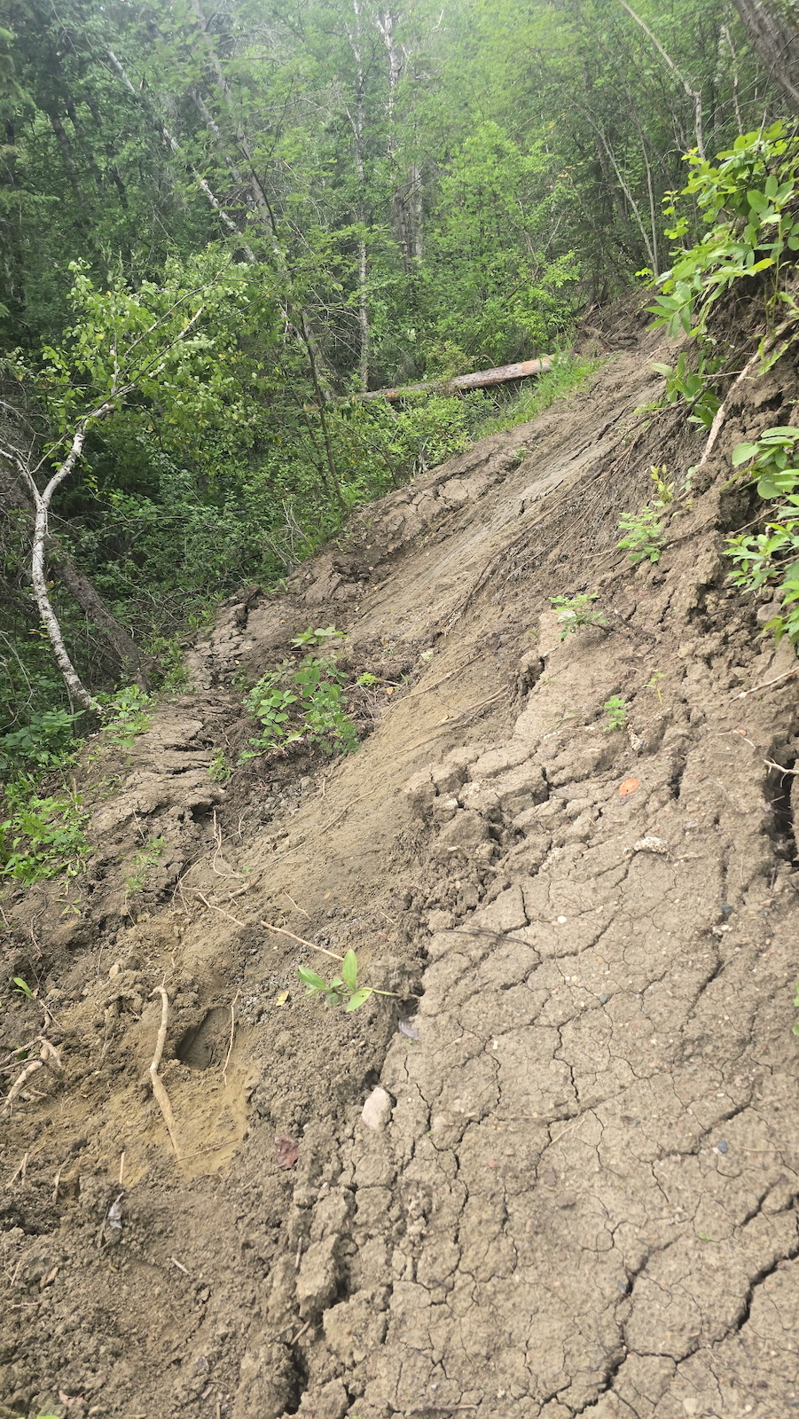 A steep dirt trail with exposed roots winding through dense green forest and trees.