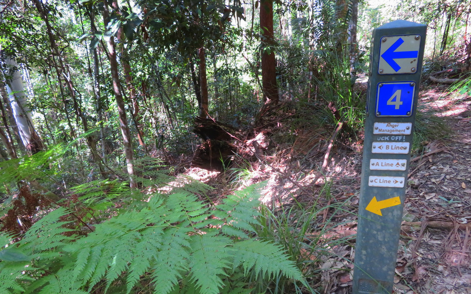 A trail sign marking a direction in a forested area with ferns and green vegetation.