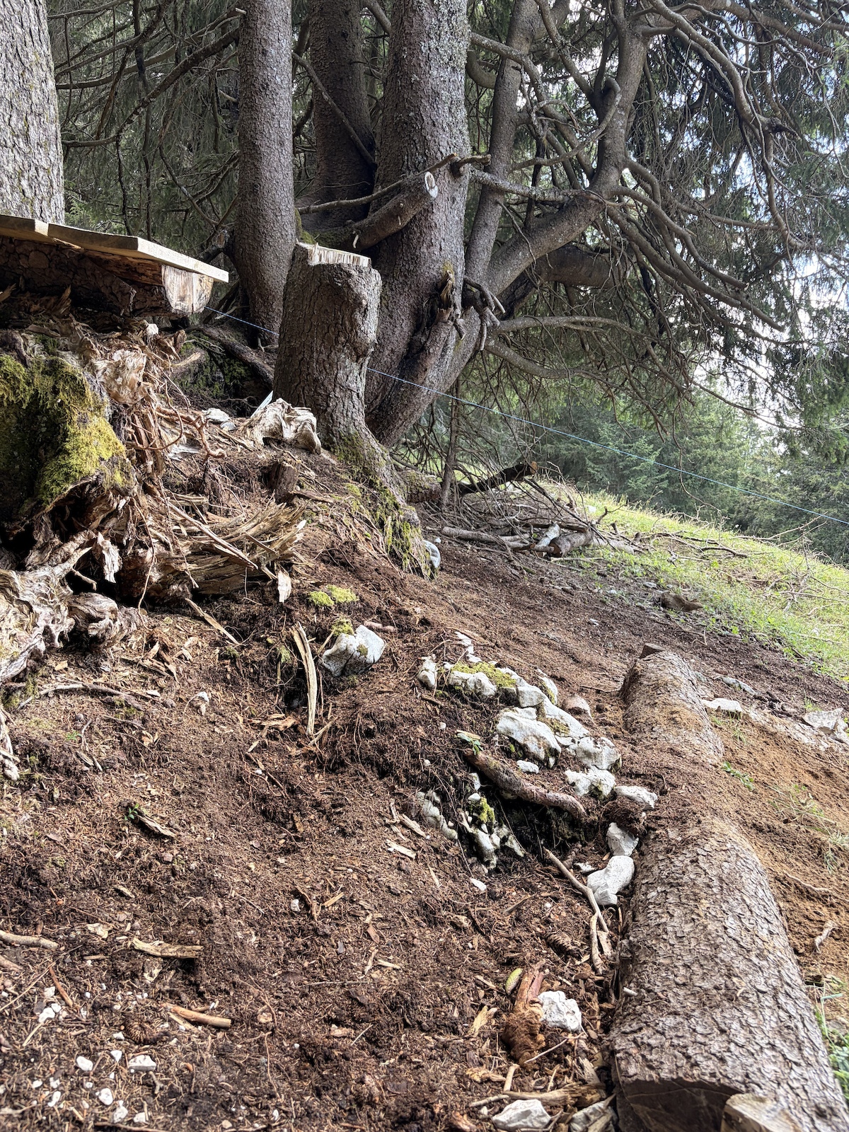 A log skinny feature bridging a gap in a forested trail setting.