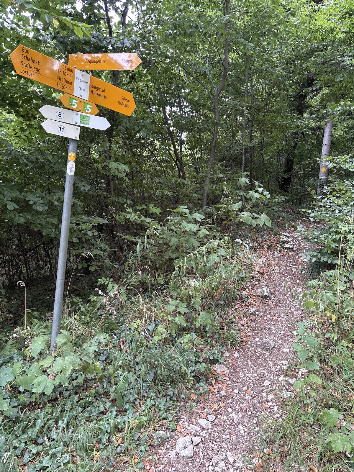 A forest trail junction with multiple yellow and white directional signs among dense green vegetation.